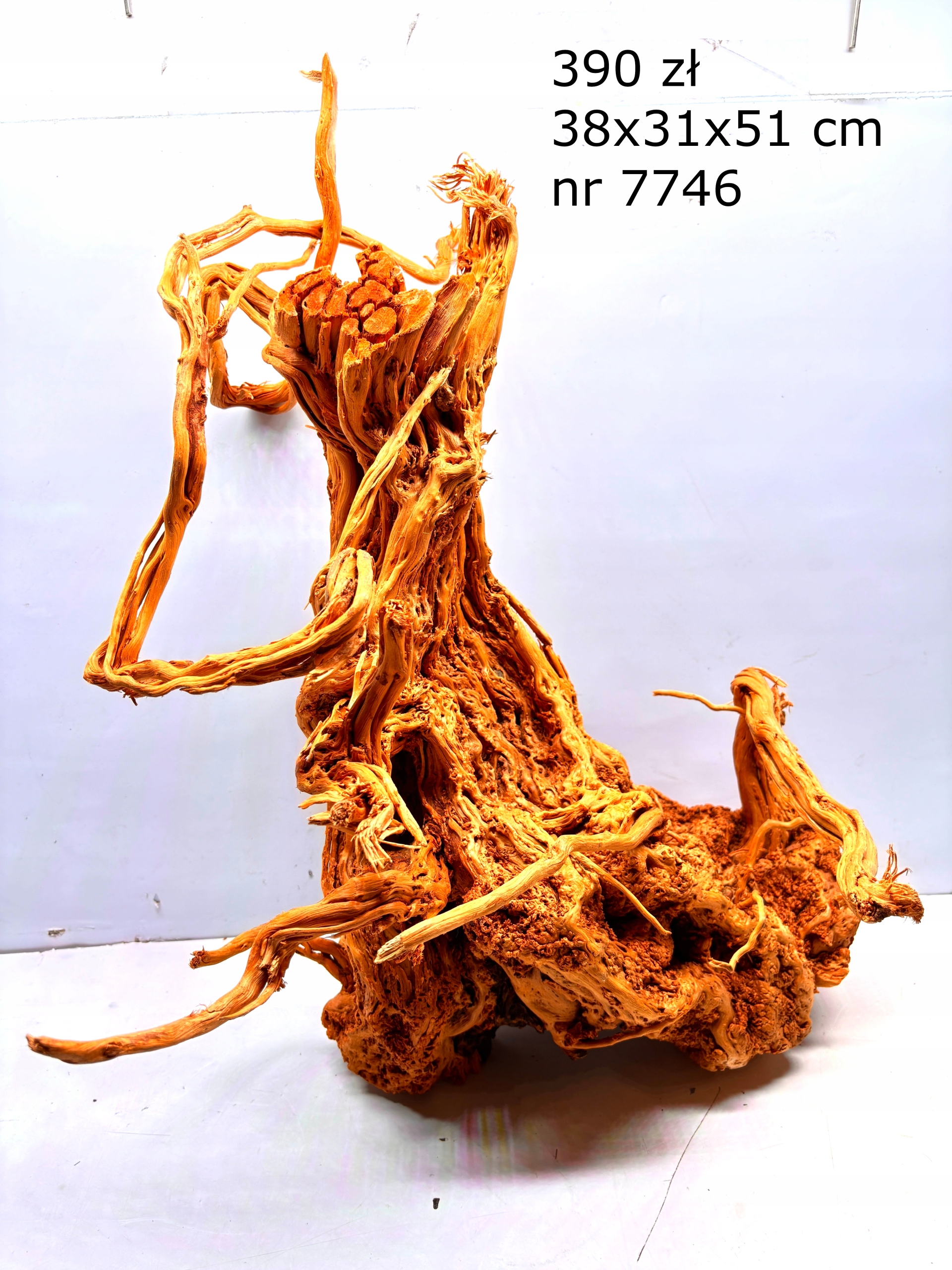 Korzeń japoński Red Moor nr 7746