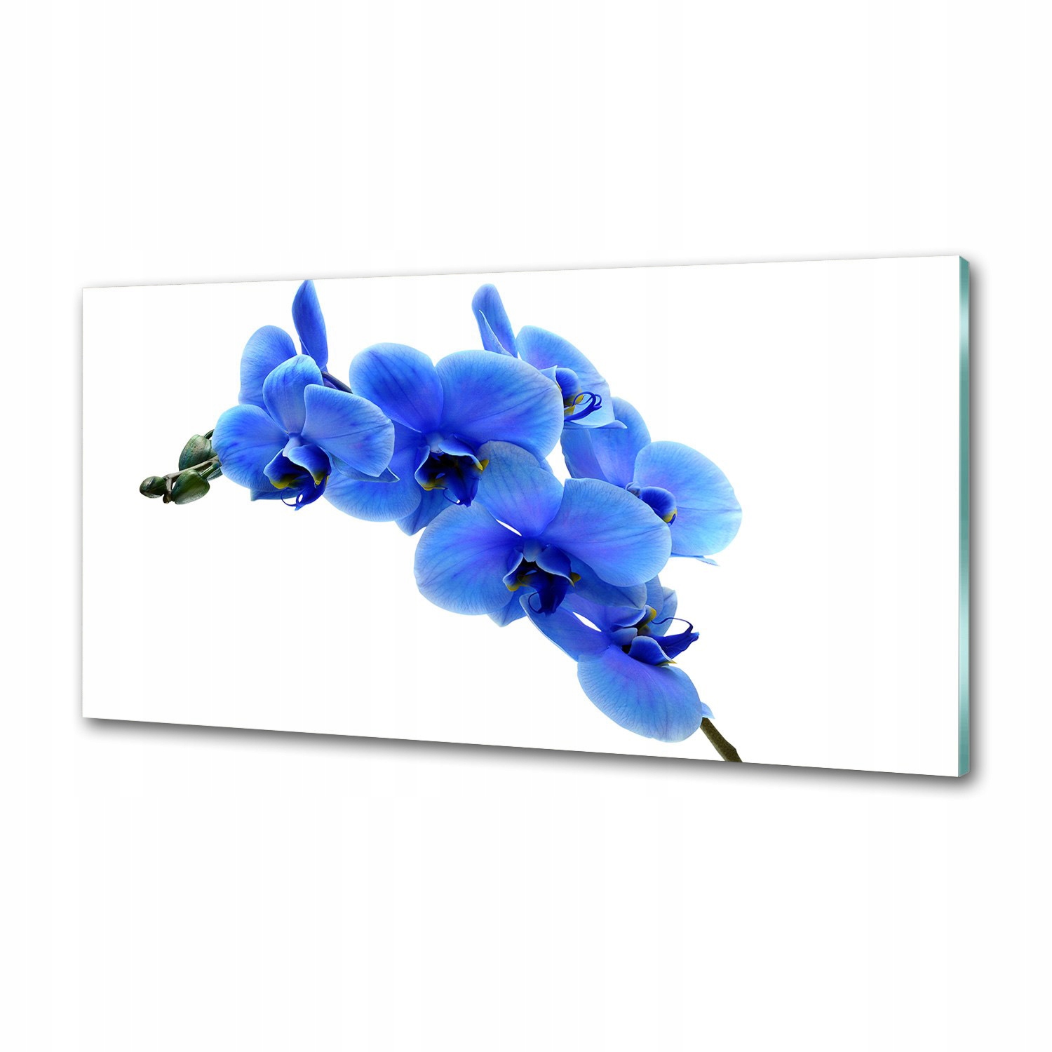 Panel do kuchyne Modrá orchidea 120x60 Lepidlo