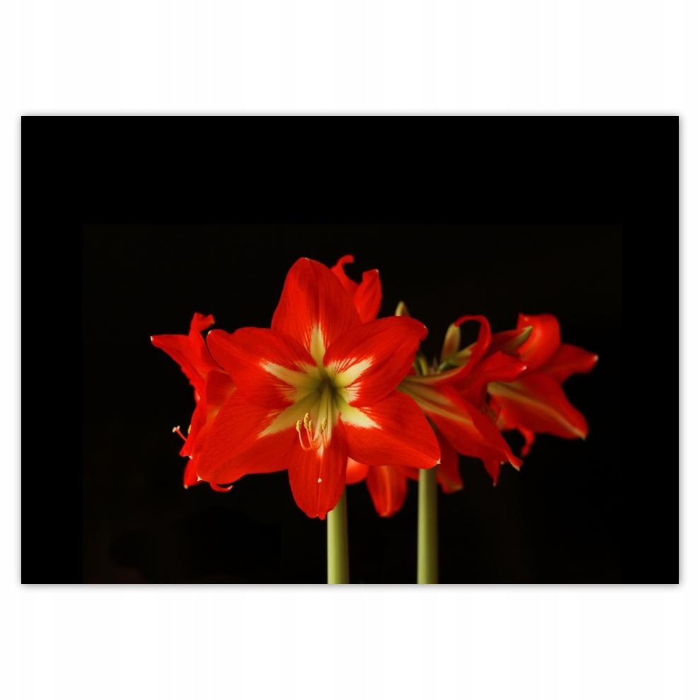 

Naklejki 70x50 Amarylis