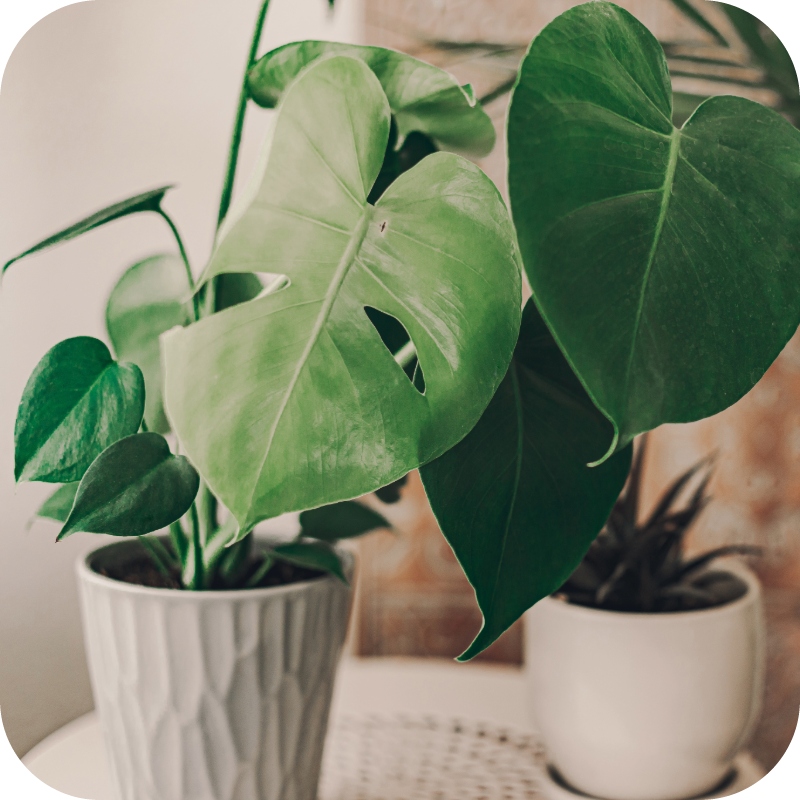 NAWÓZ W PŁYNIE 1l DO ROŚLIN ZIELONYCH FLOROVIT 1kg KONCENTRAT Rodzaj nawozu wieloskładnikowy