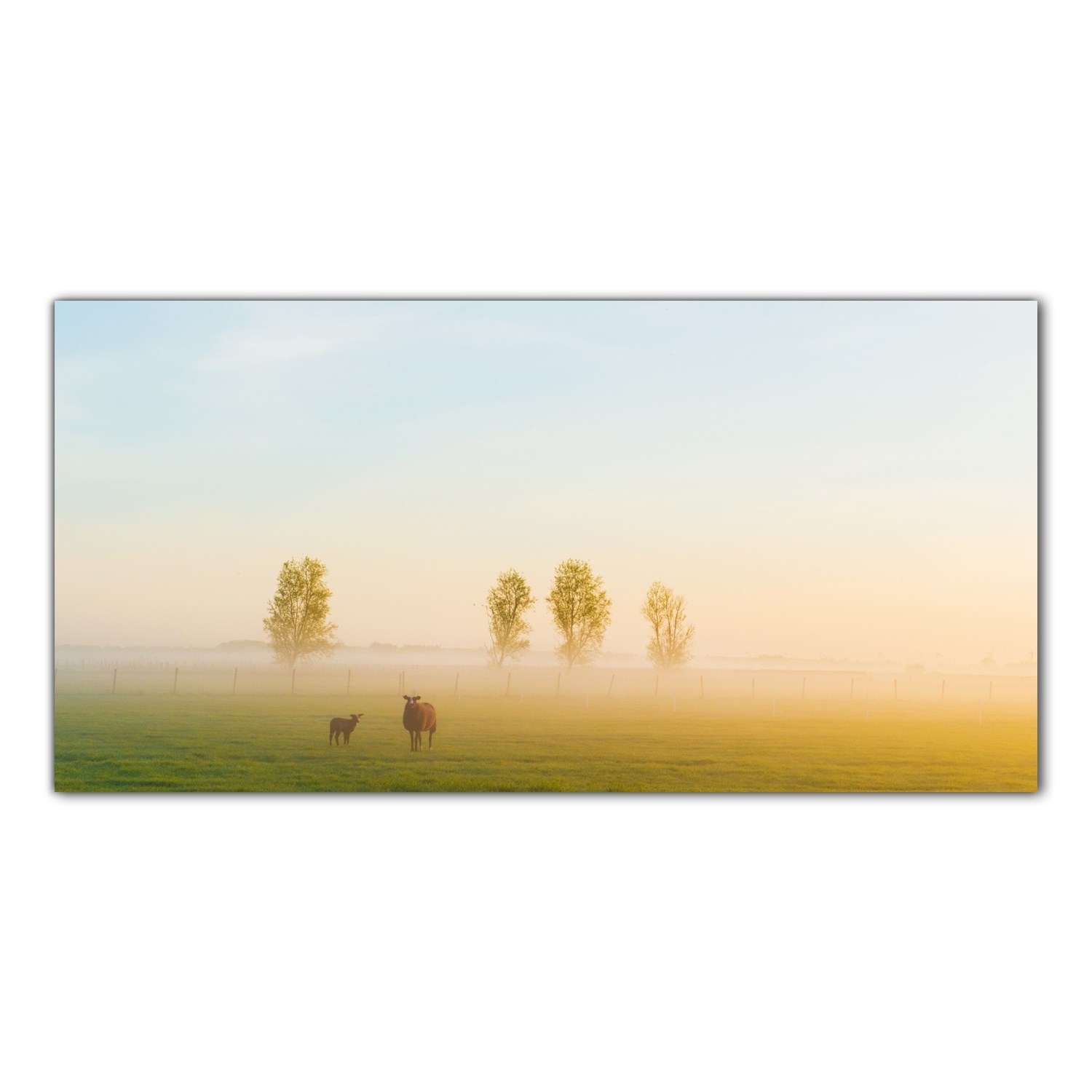 Ovce Pole Zvíře 100x50 Tvrzené sklo do kuchyně