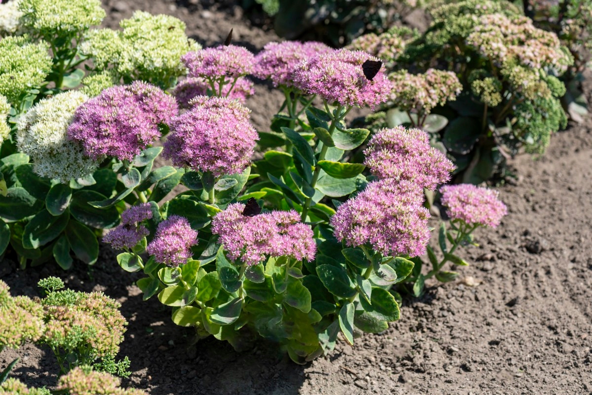 Rozchodnik okazały BRILLANT (Sedum spectabile) C2