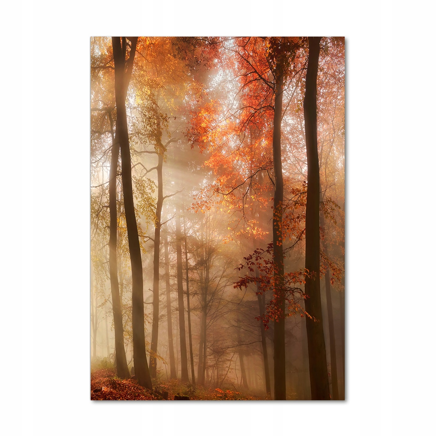 

Nowoczesny fotoobraz akrylowy Las jesienią 70x100