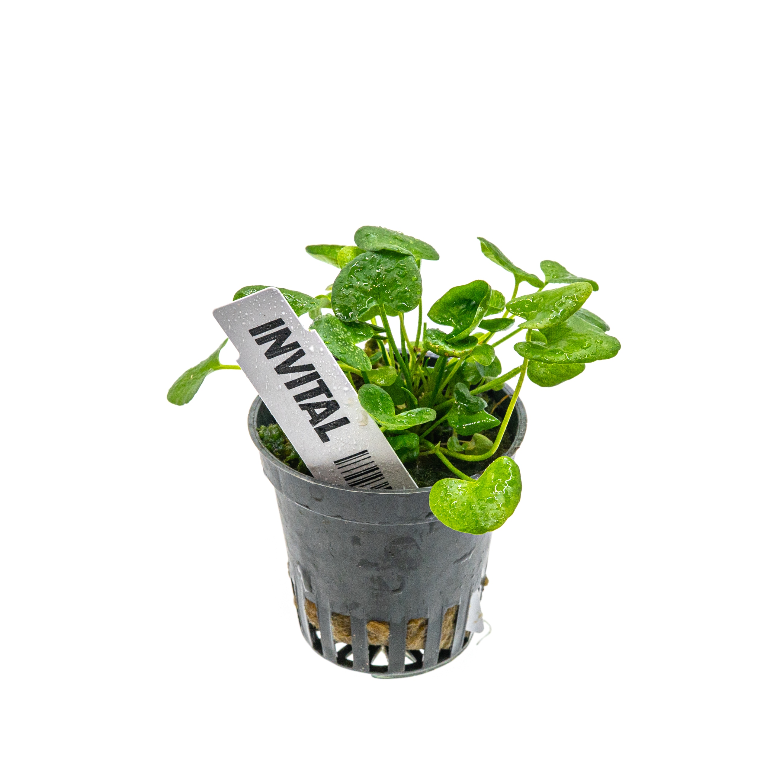 INVITAL Nymphoides sp. Taiwan koszyk Ø 5,5cm