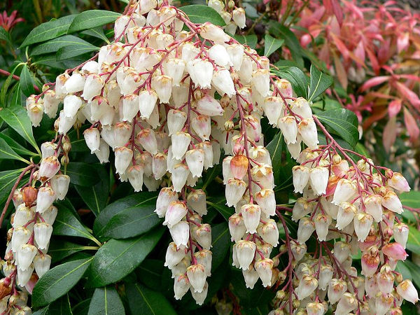 Pieris japoński RONDO zimozielony