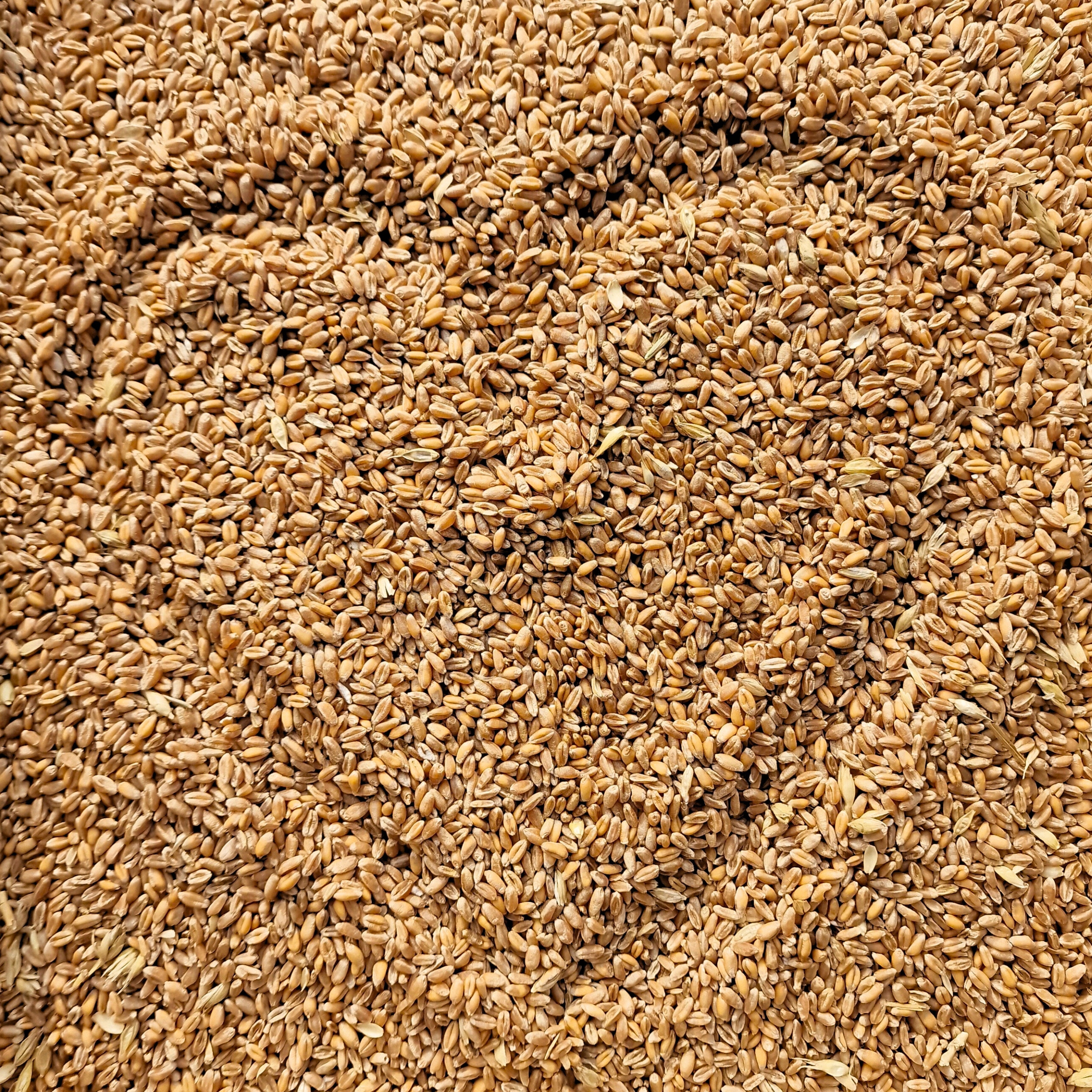 PSZENICA PASZOWA 5kg ZBOŻE ZBIÓR 2022 kur gołębi Kod producenta 54t43