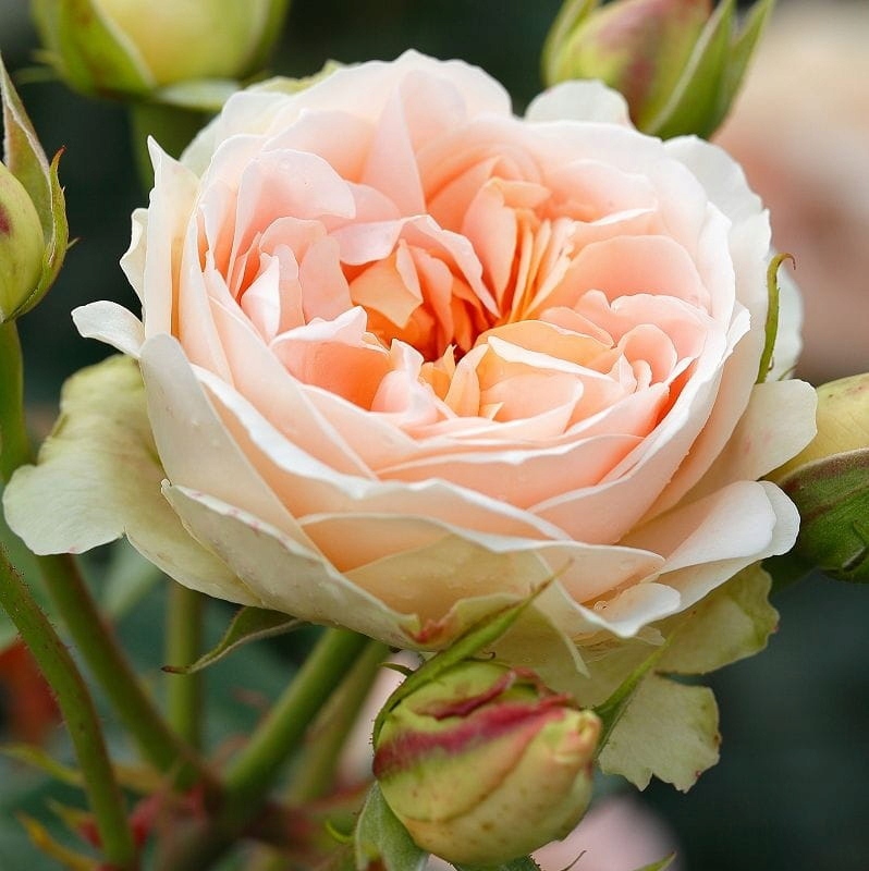 Róża parkowa MATTHIAS CLAUDIUS ROSE - Doniczka 2L