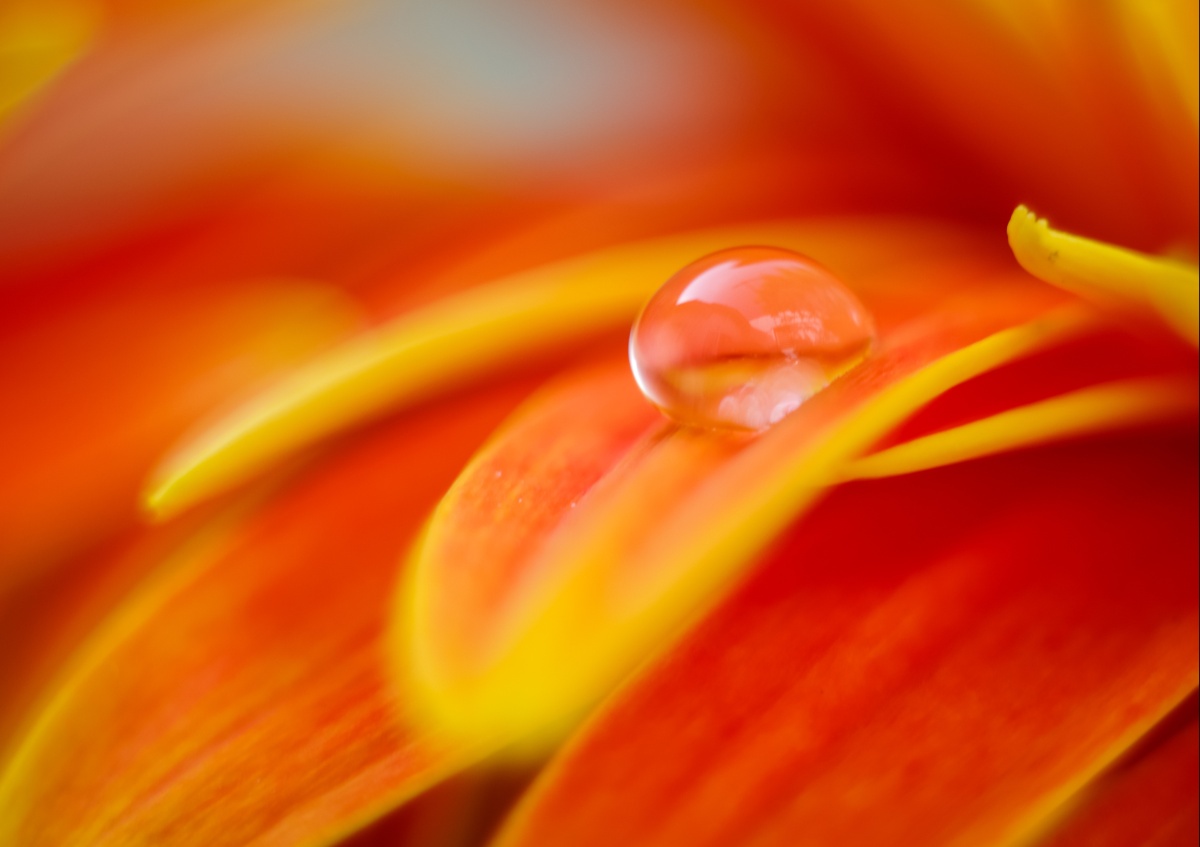 

Tapeta flizelinowa Kropla wody - 208x146