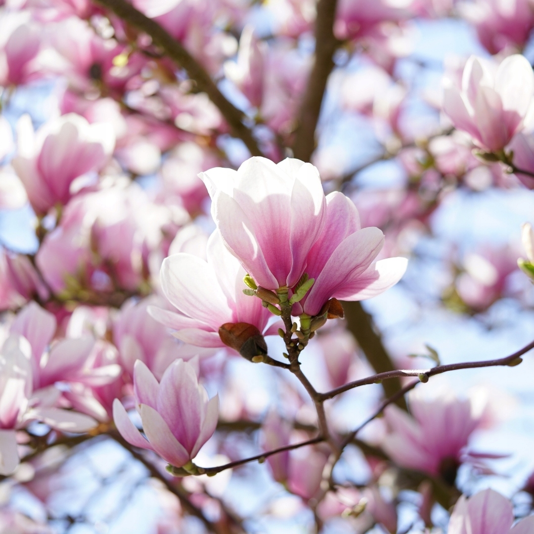 Zapach do świec wosku olejek zapachowy 30ml MAGNOLIA Marka Kastom