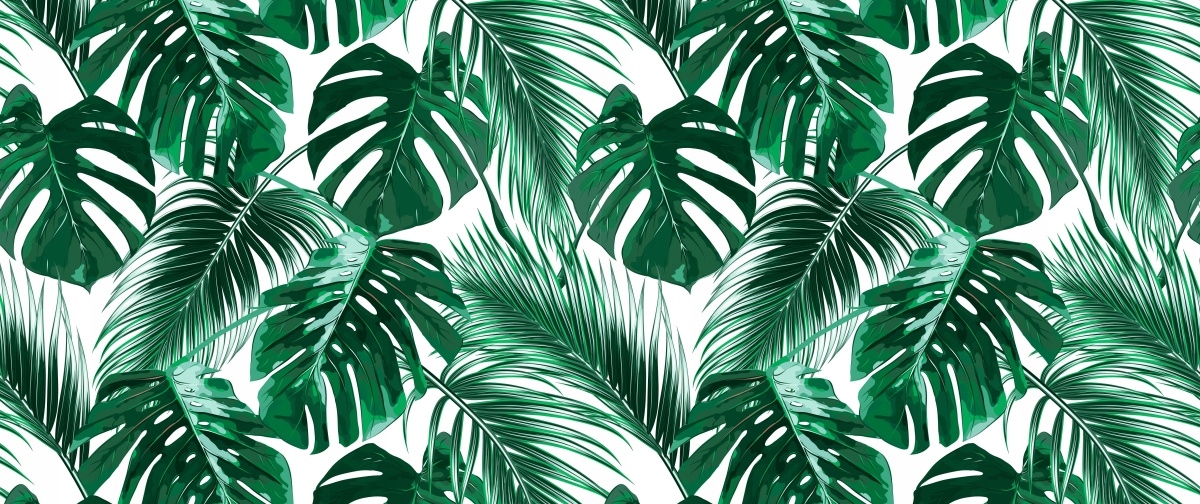 

Fototapeta Flizelinowa Monstera dziurawa 250x104