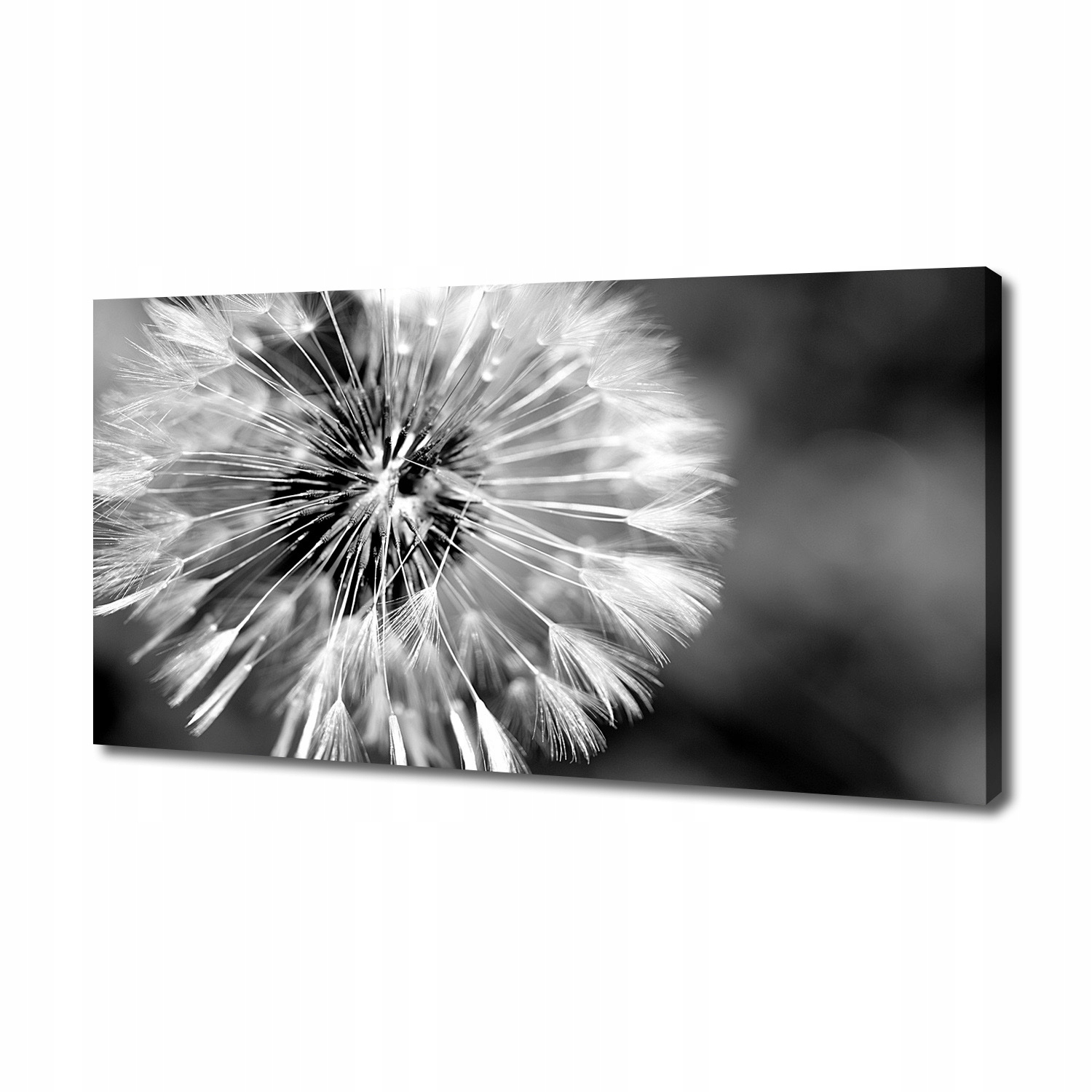 

Foto obraz canvas na ścianę Dmuchawce 140x70 cm