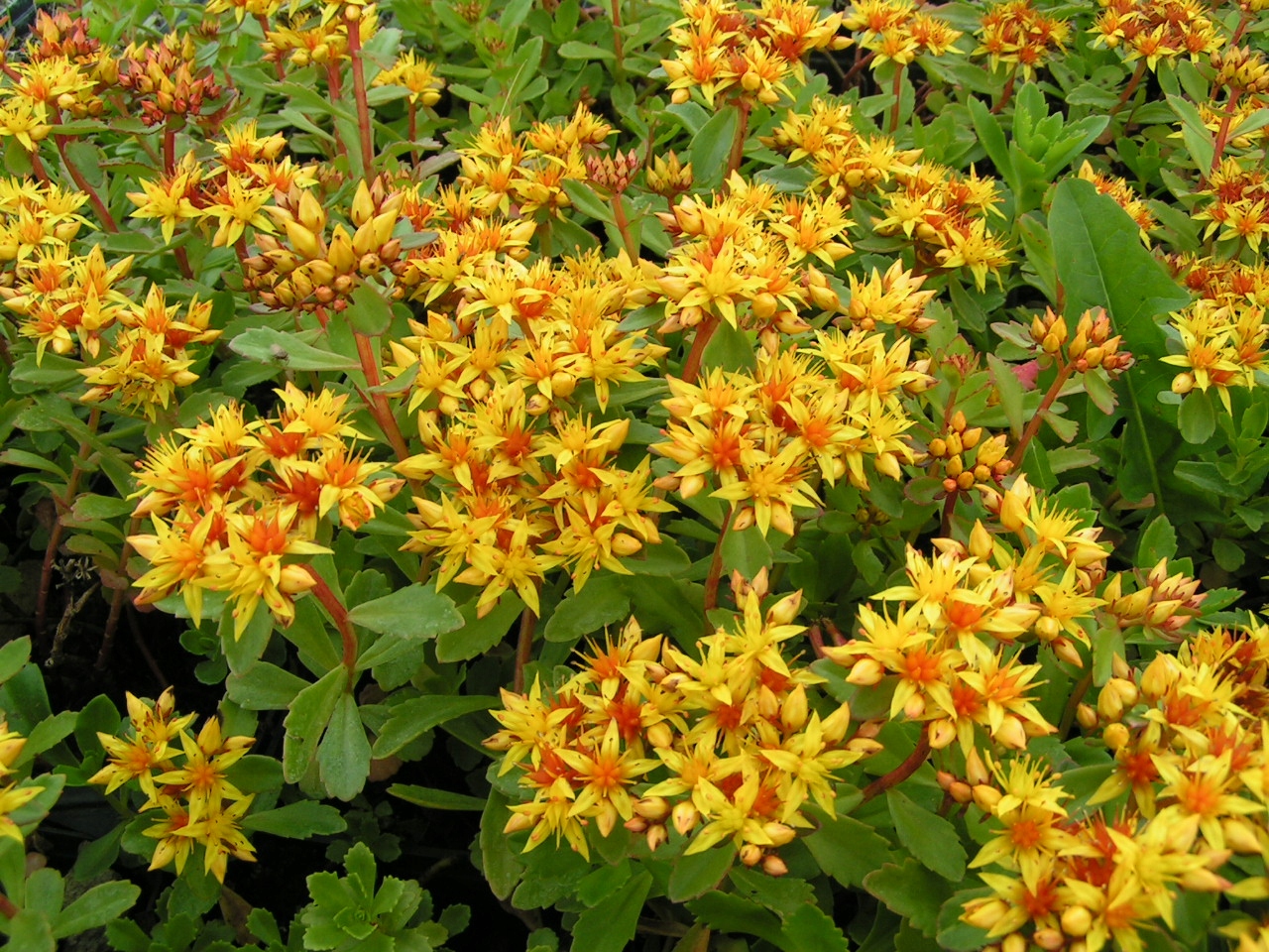 ROZCHODNIK KAMCZACKI - BARDZO DEKORACYJNY