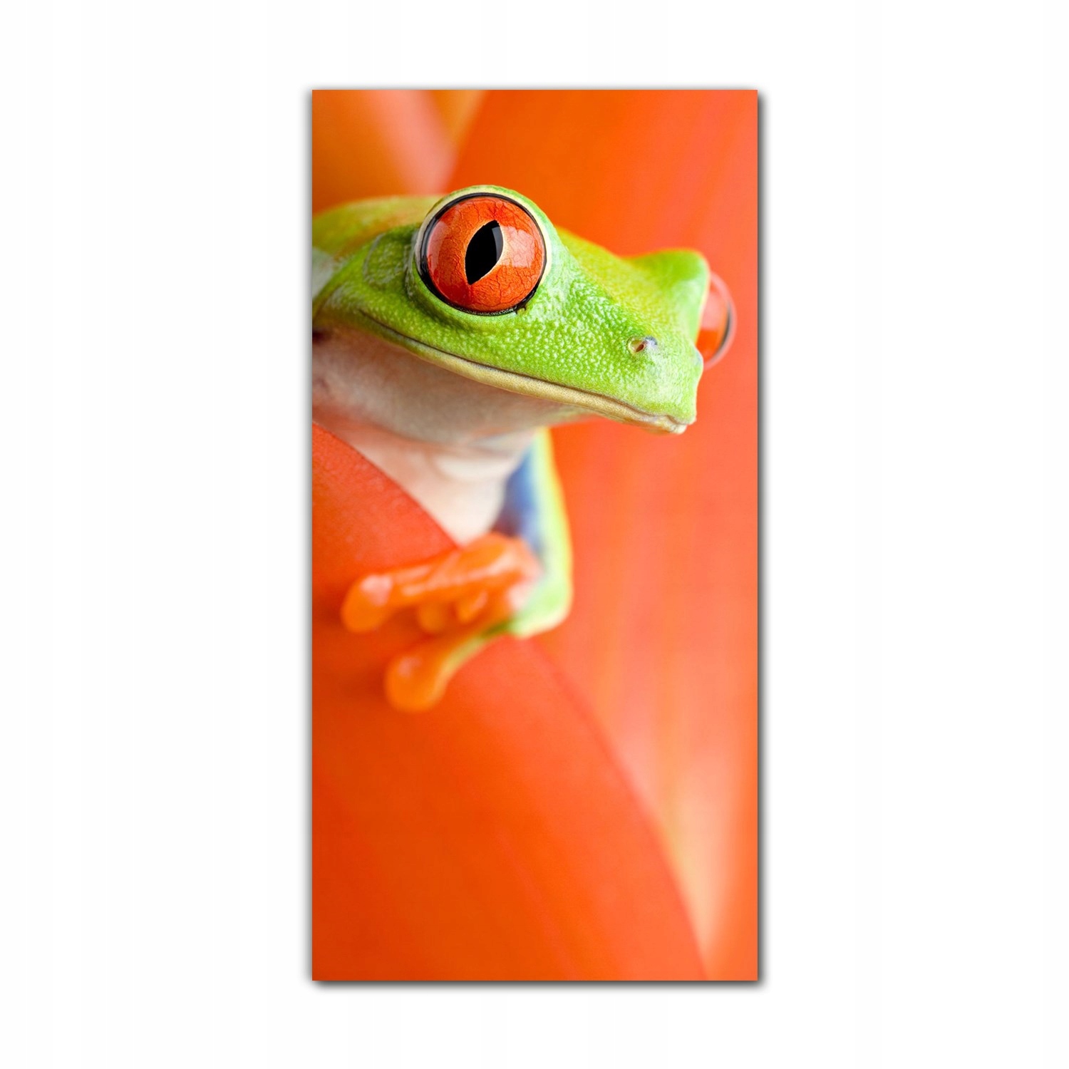 

Foto-obraz na szkle do kuchni 60x120 Żaba natura