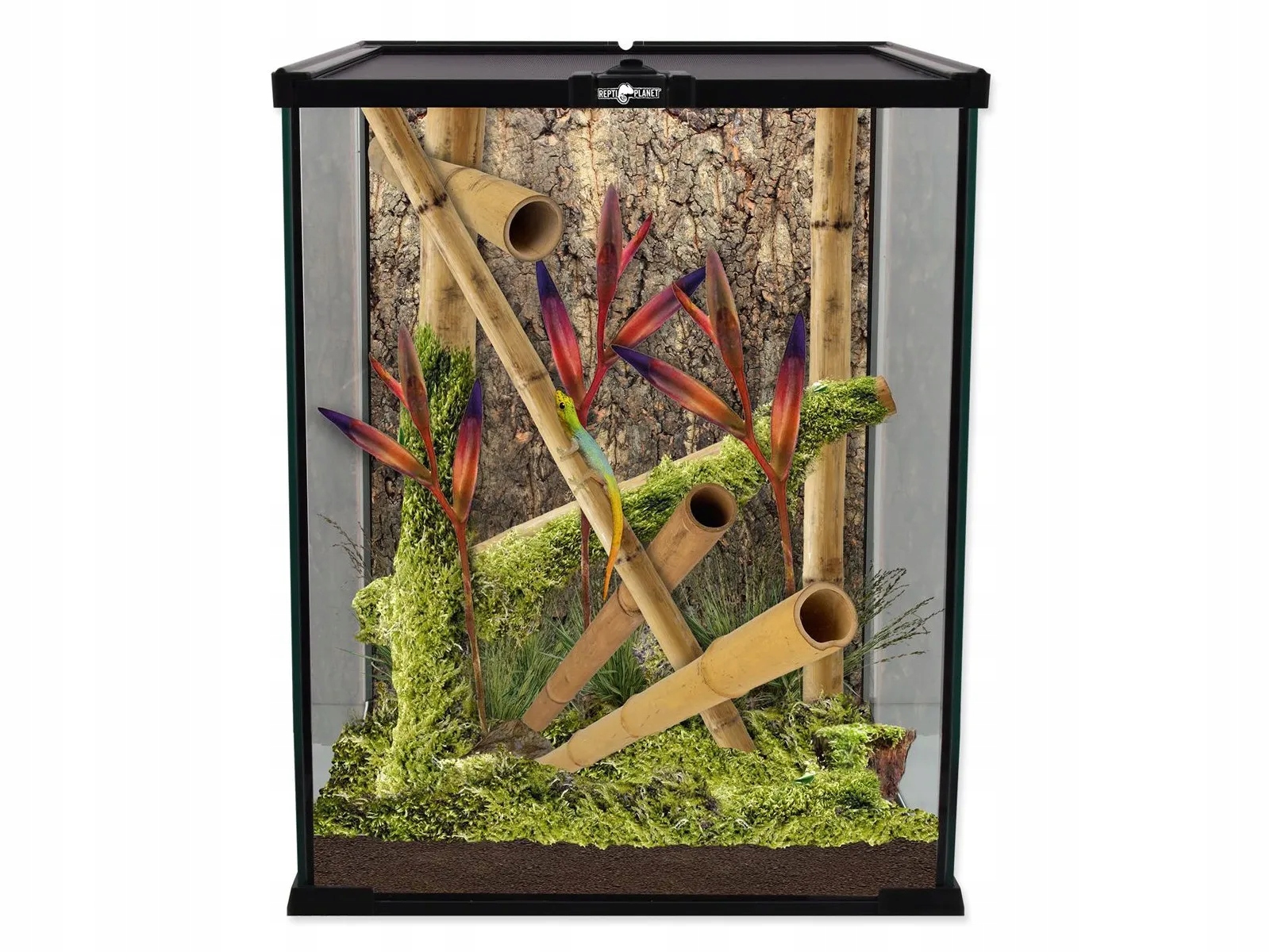 Terrarium szklane dla patyczaków modliszki ptasznika 20x20x30 Repti Planet