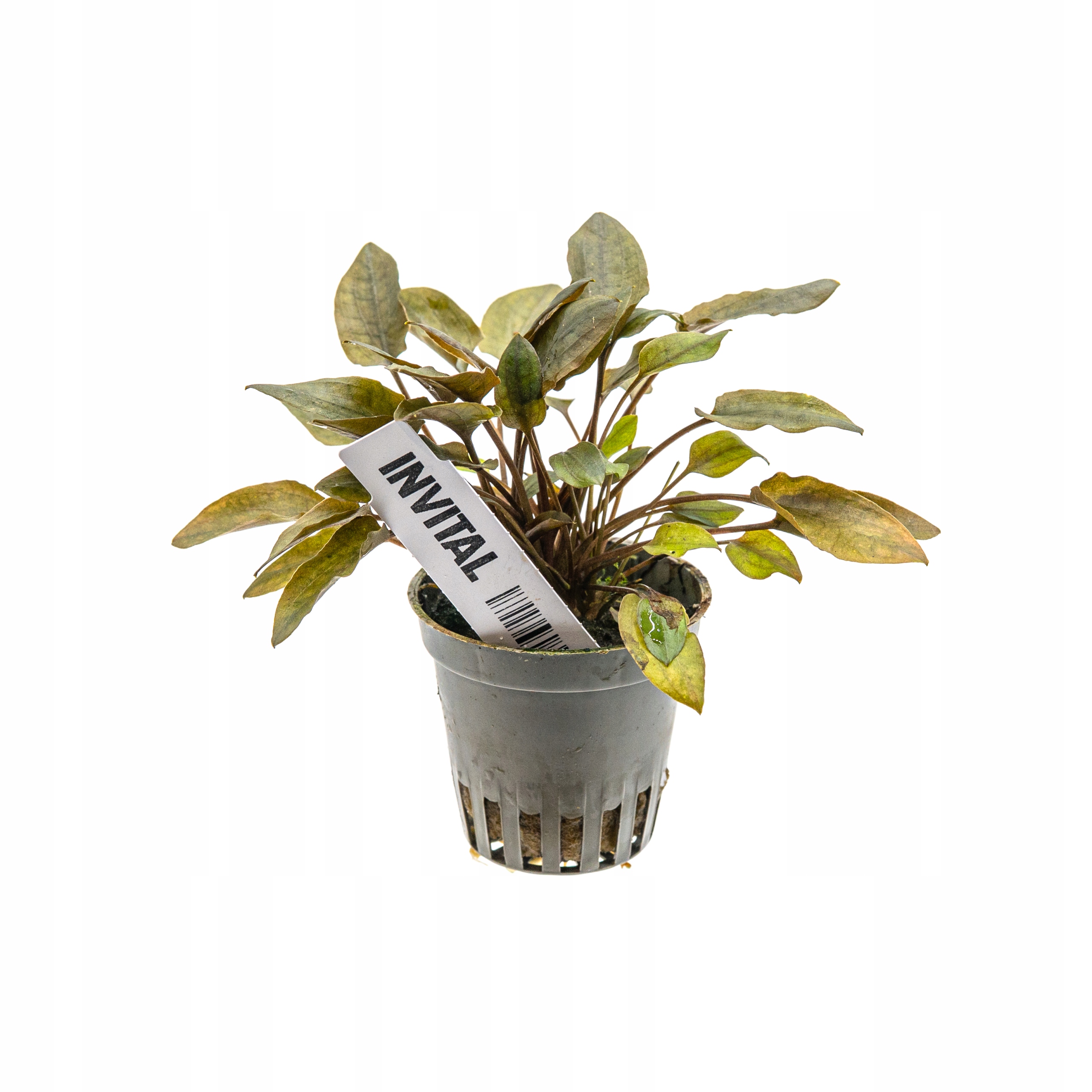 INVITAL Cryptocoryne walkerii koszyk Ø 5,5 cm