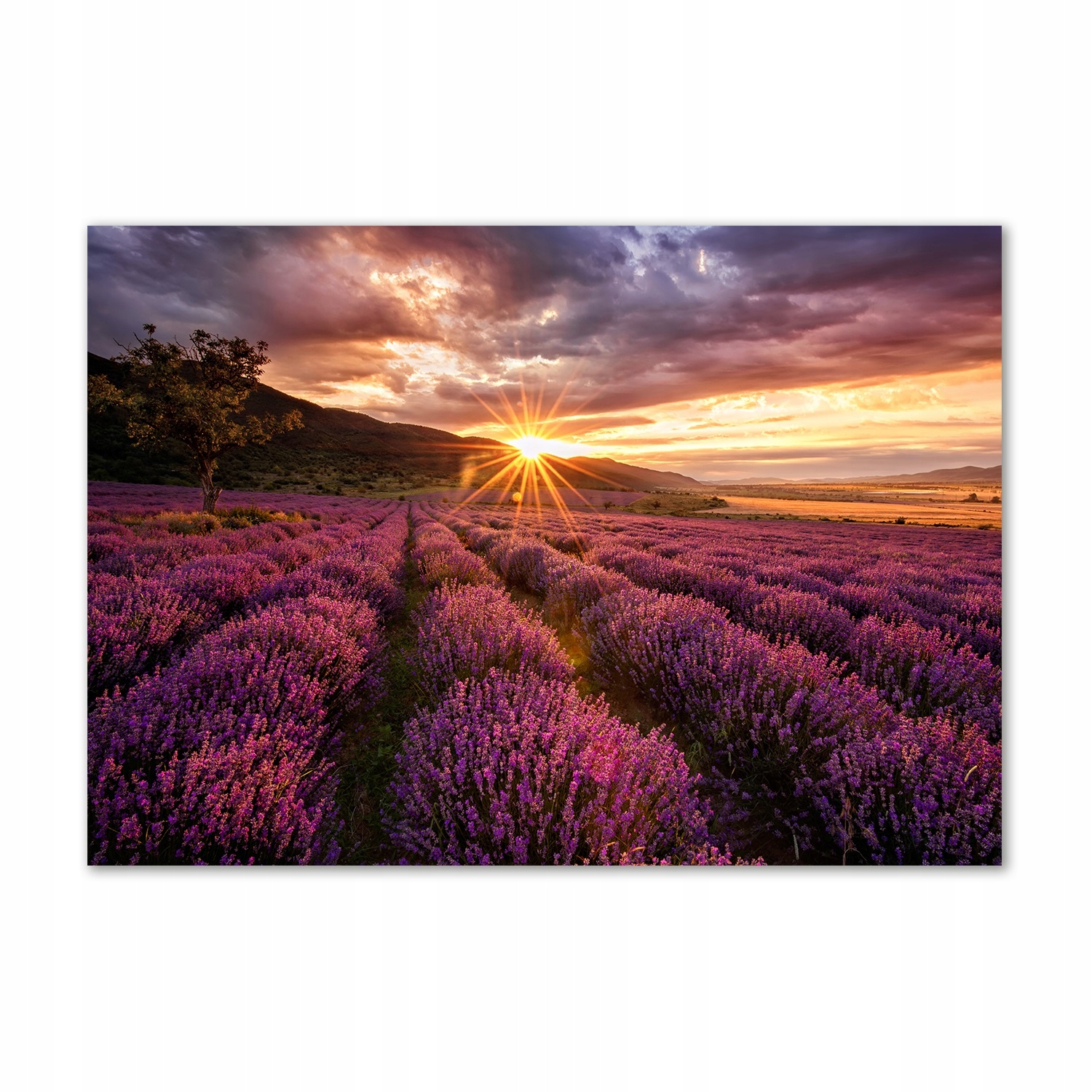 

Foto obraz szkło hartowane Pole lawendy 100x70