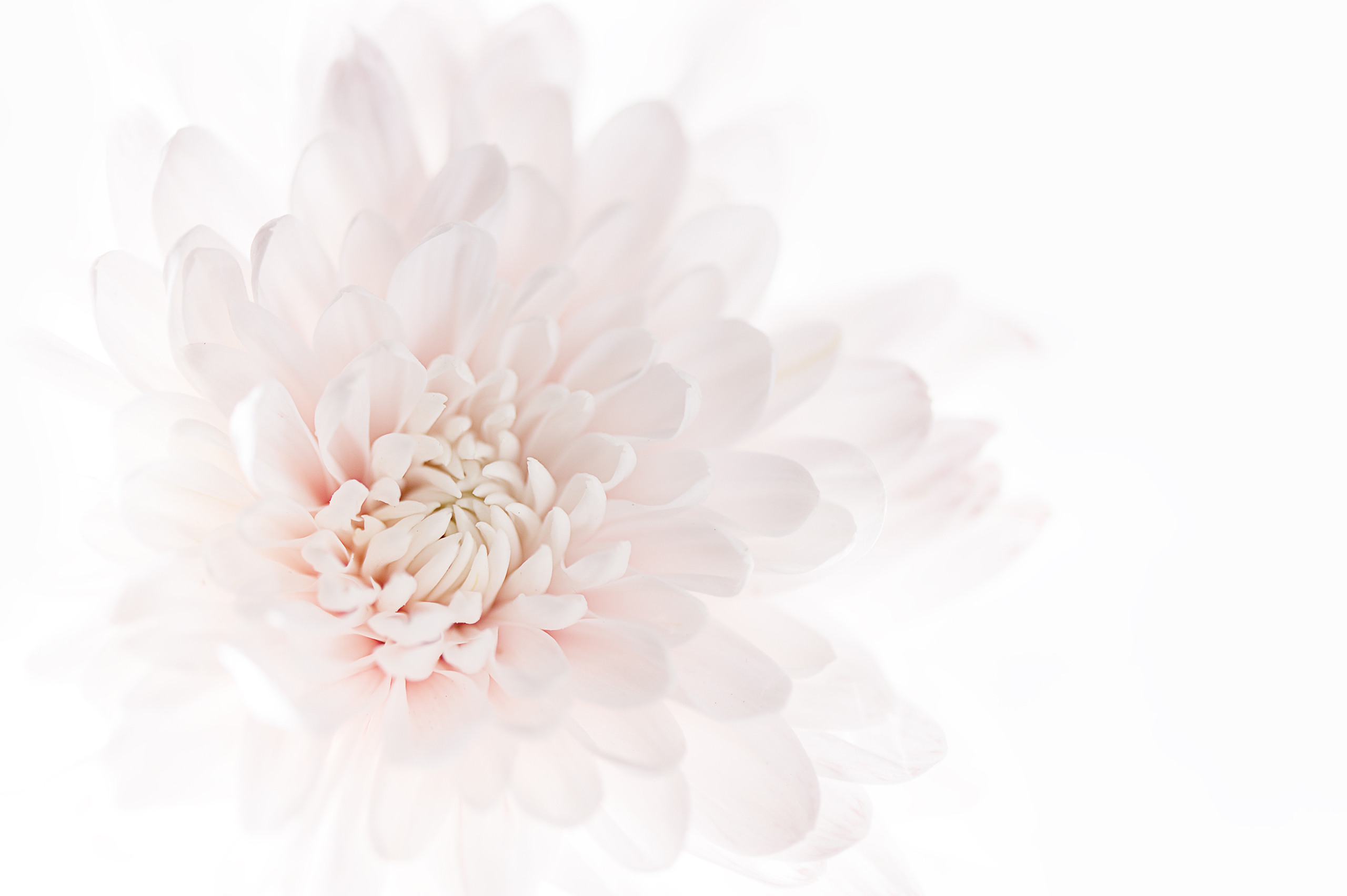 Fototapeta Peonie Pivonie Kvety P07 588x260