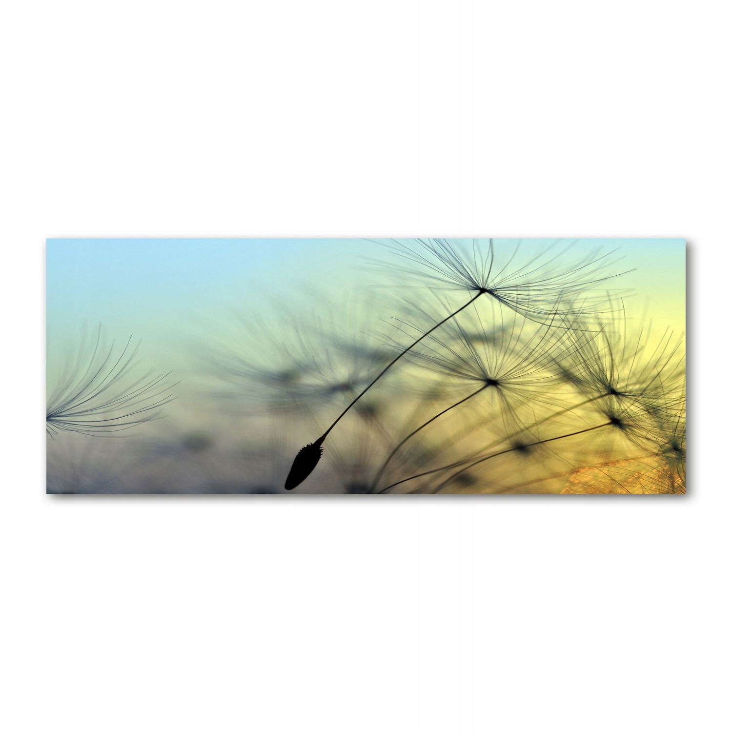 

Foto obraz szkło akryl Nasiona dmuchawca 125x50 cm