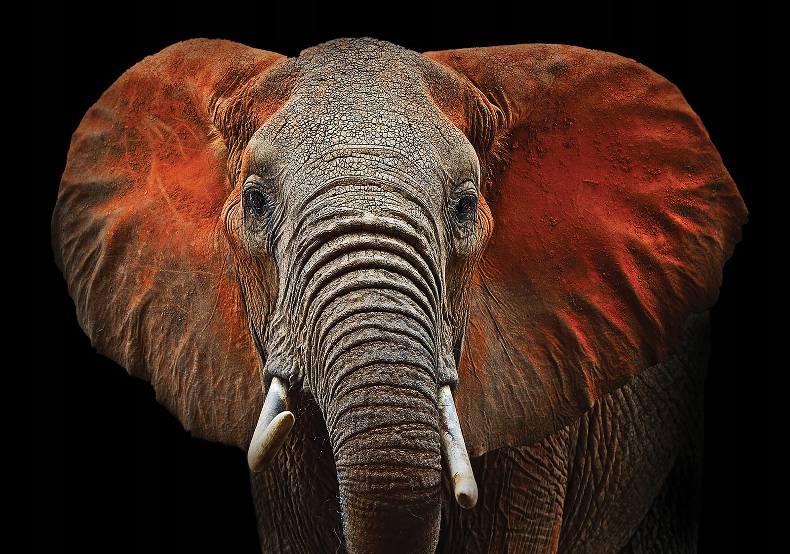 Fototapeta Slon Africký Portrét 300x210 Realistická tvár lepidlo