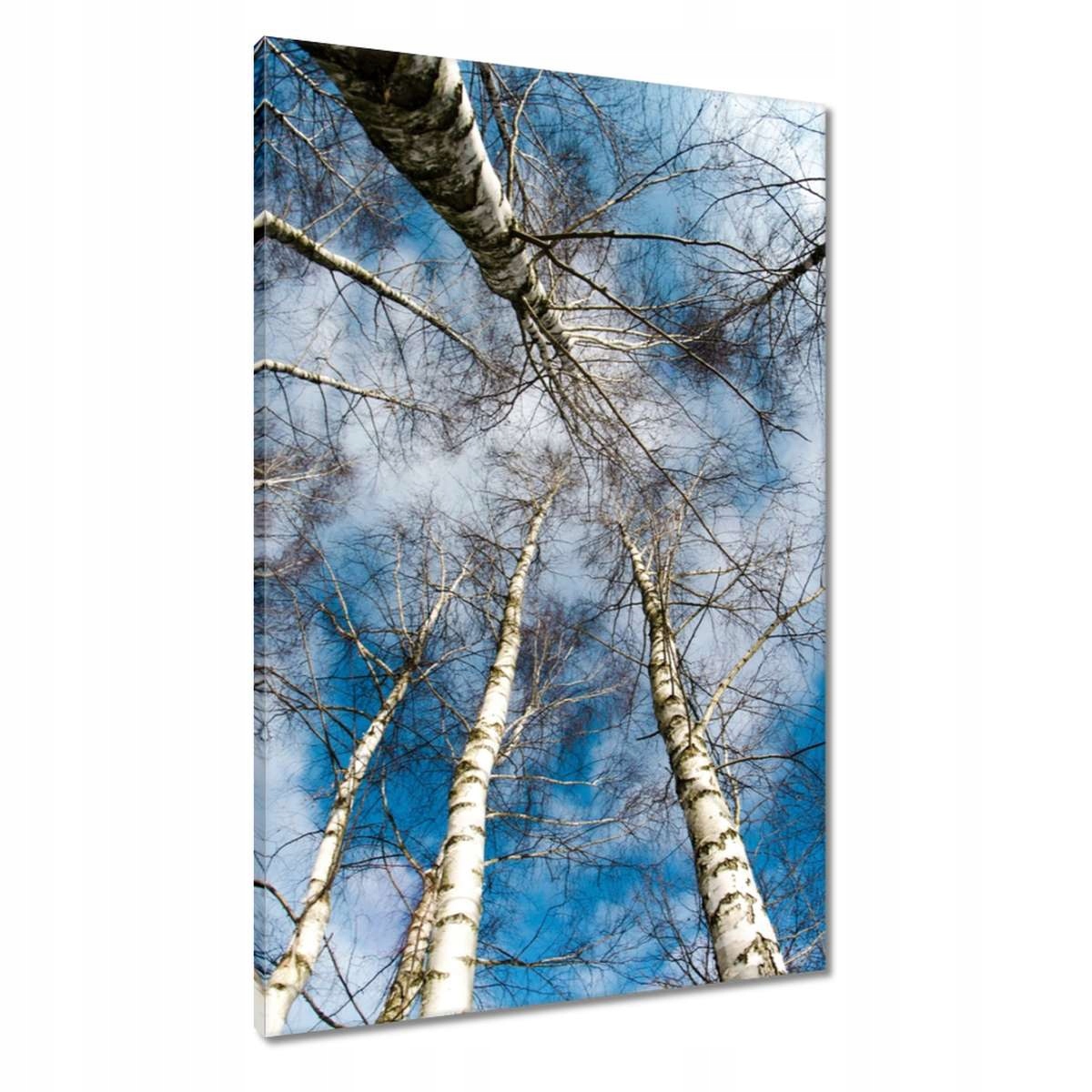 Obrazy 60x90 Břízy