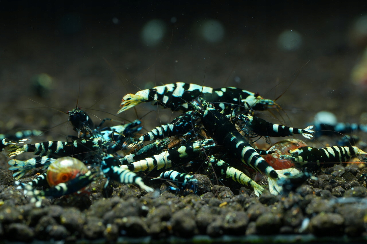 Krewetki Galaxy Tiger Poselekcyjne