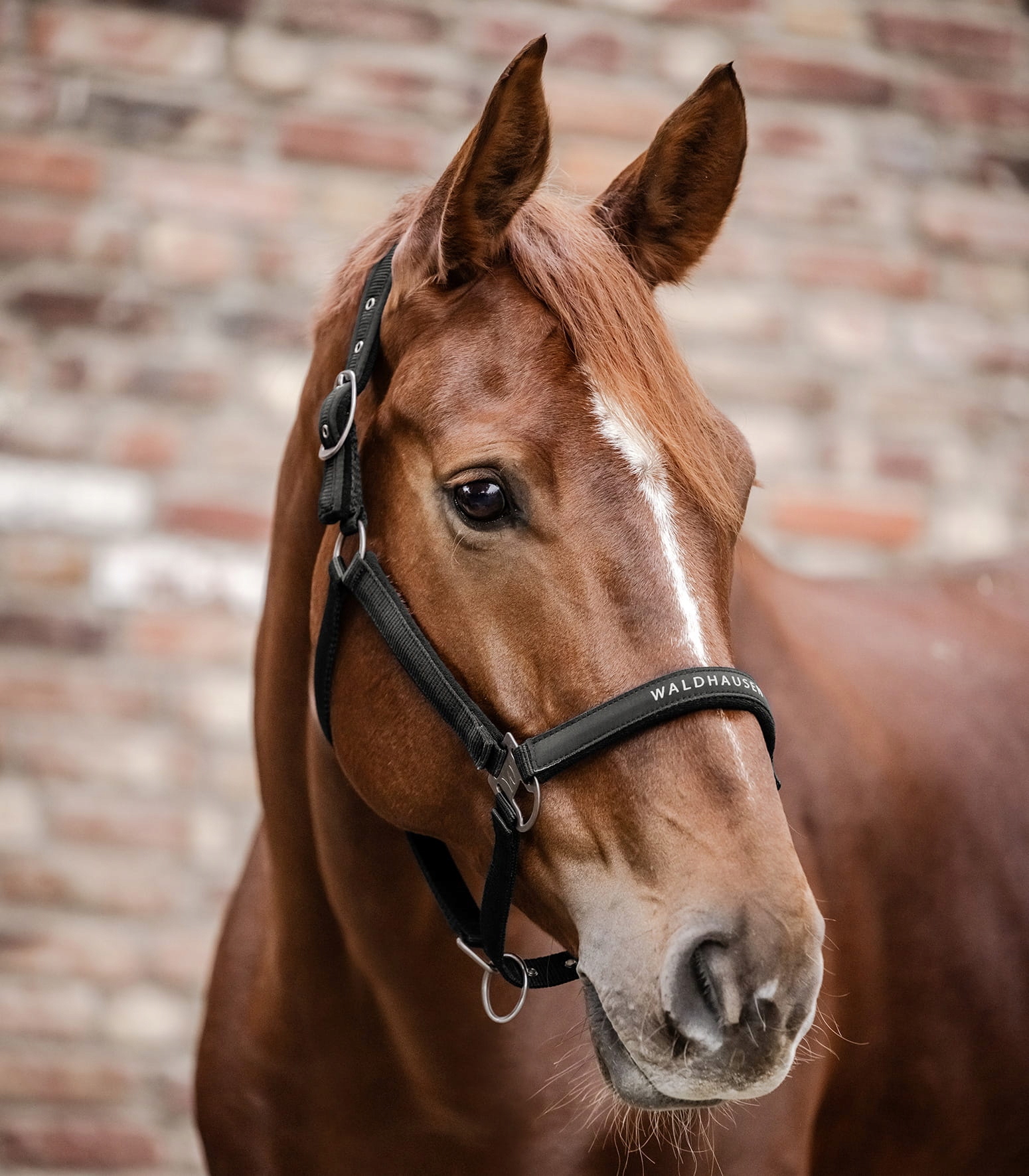 Waldhausen Kantar Athletic Black Full