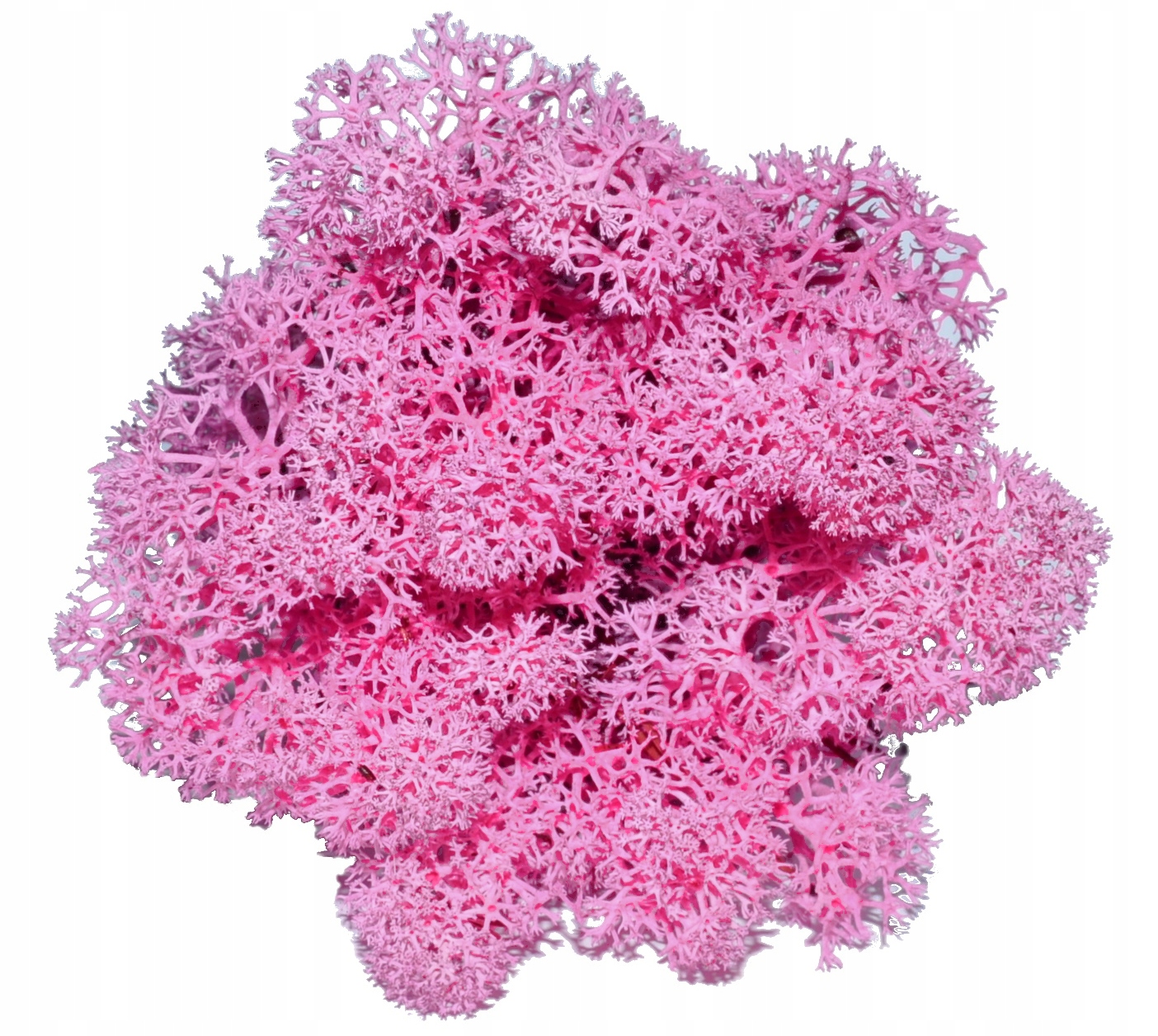 

Mech Żywy Różowy Las W Słoiku Rośliny Roślina