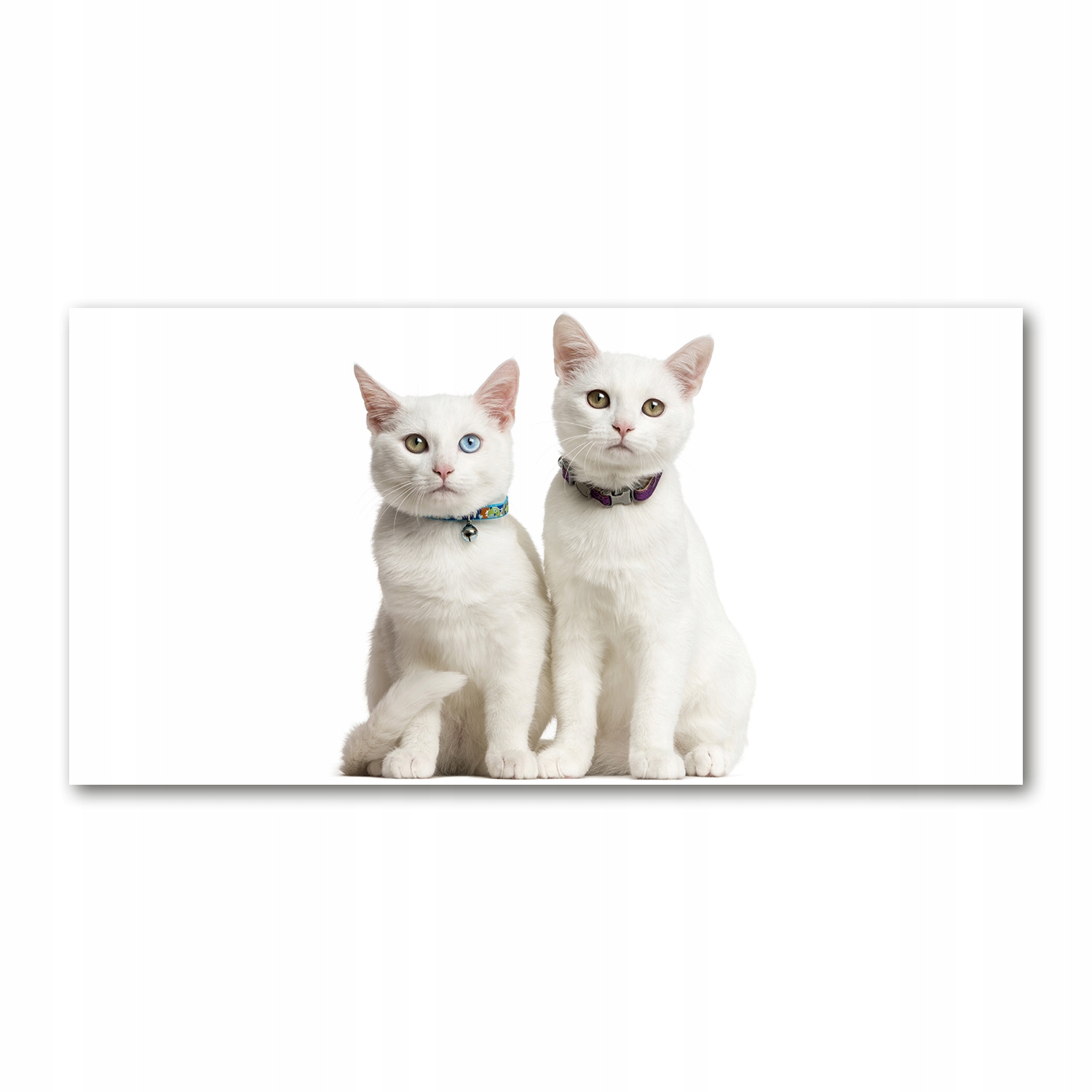 

Foto obraz na szkle akrylowym Białe koty 120X60 cm