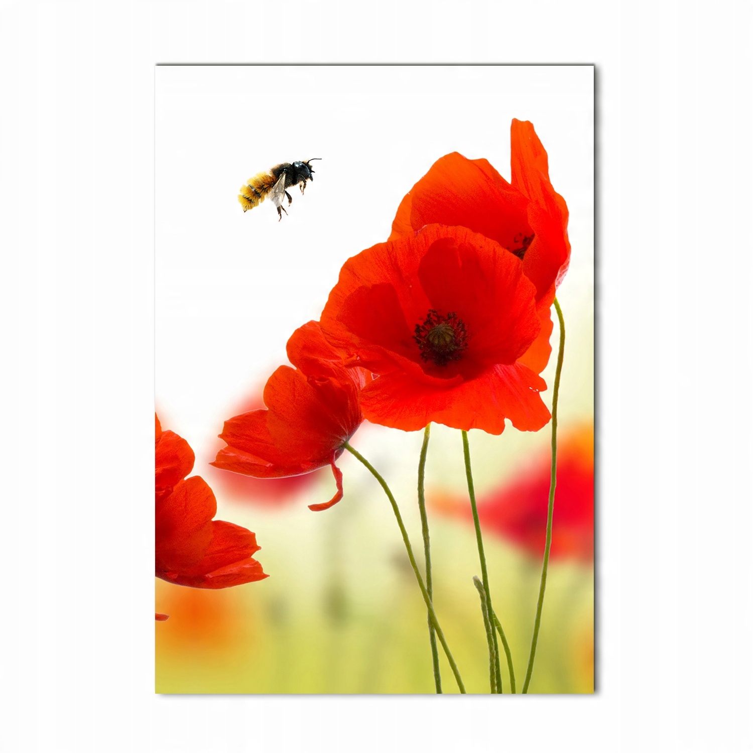 

Foto obraz akrylowy na ścianę Polne maki 70x100cm