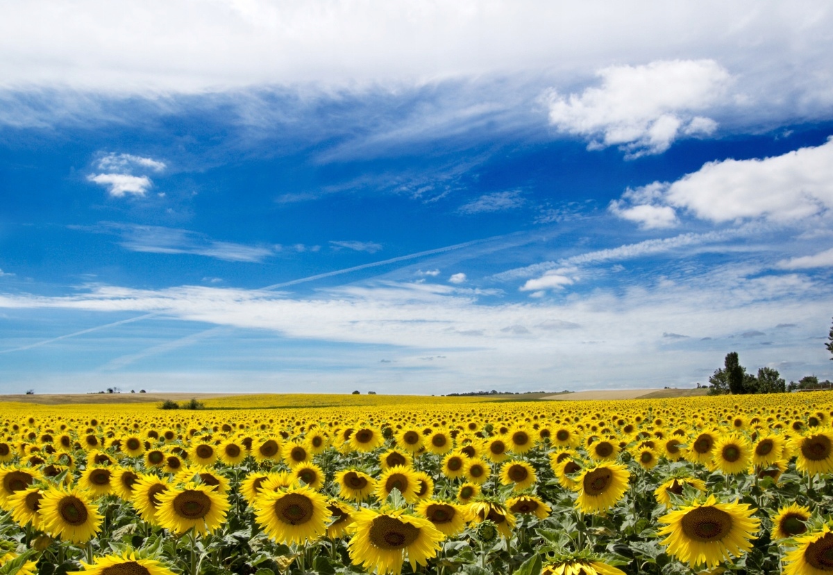 

Fototapeta Flizelinowa Pole słoneczników 152x104