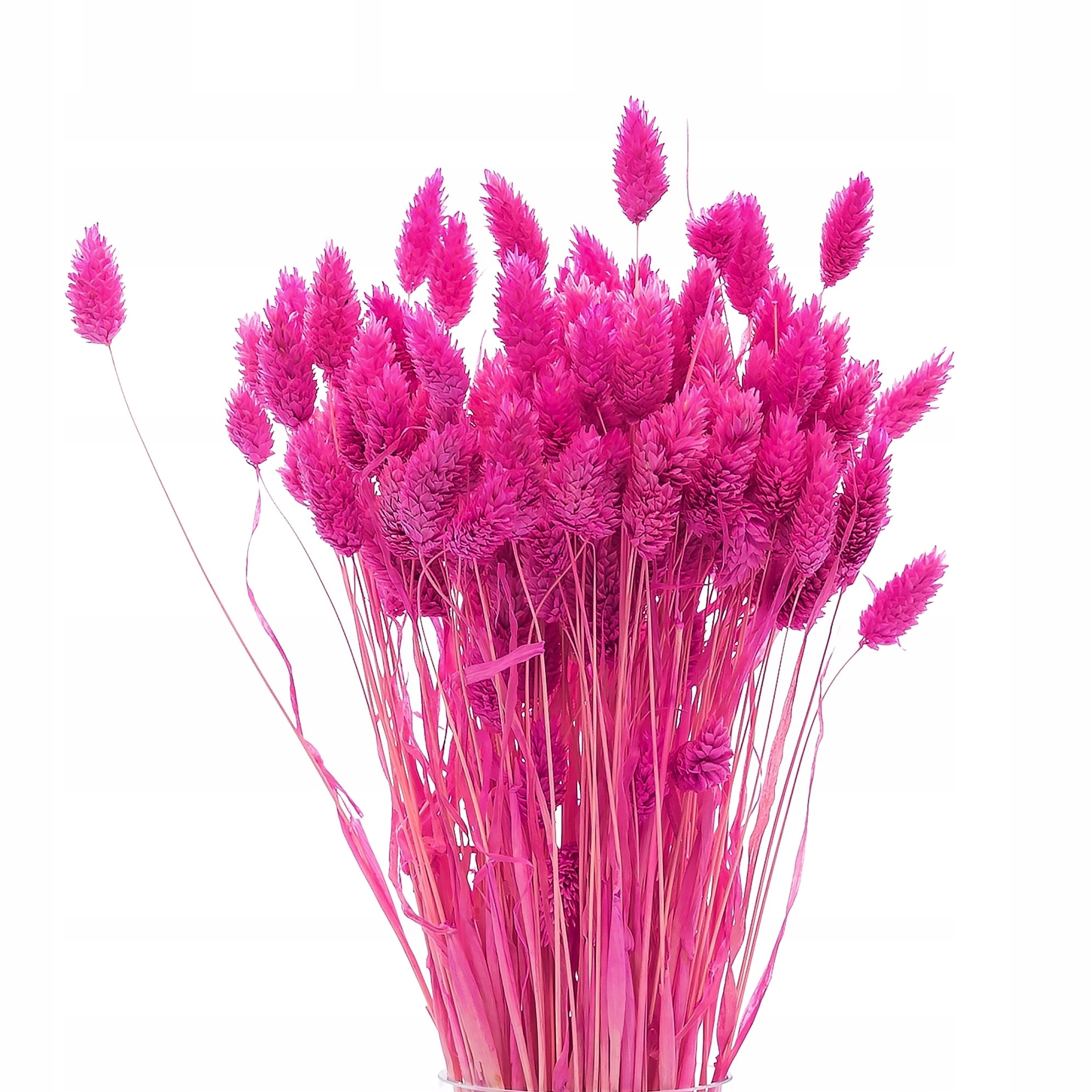 

Suszony phalaris mozga kanar ciemnoróżowy ~80 szt.