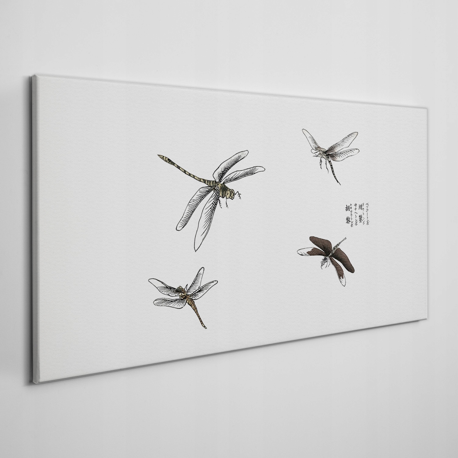 

Ścienny fotoobraz na płótnie Owady robaki 140x70