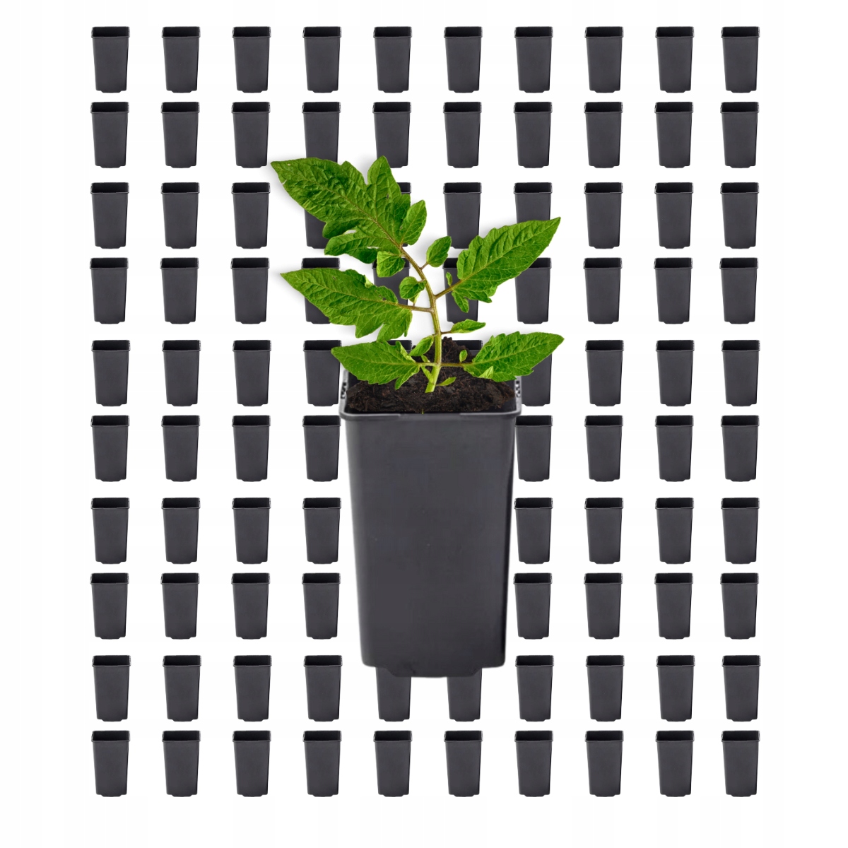 100x Doniczka kwadratowa wysoka 0.8L