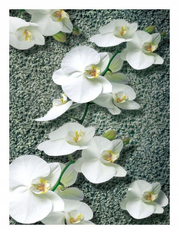 Fototapeta Orchideje bílé elegance vinylová 184x254 lepidlo
