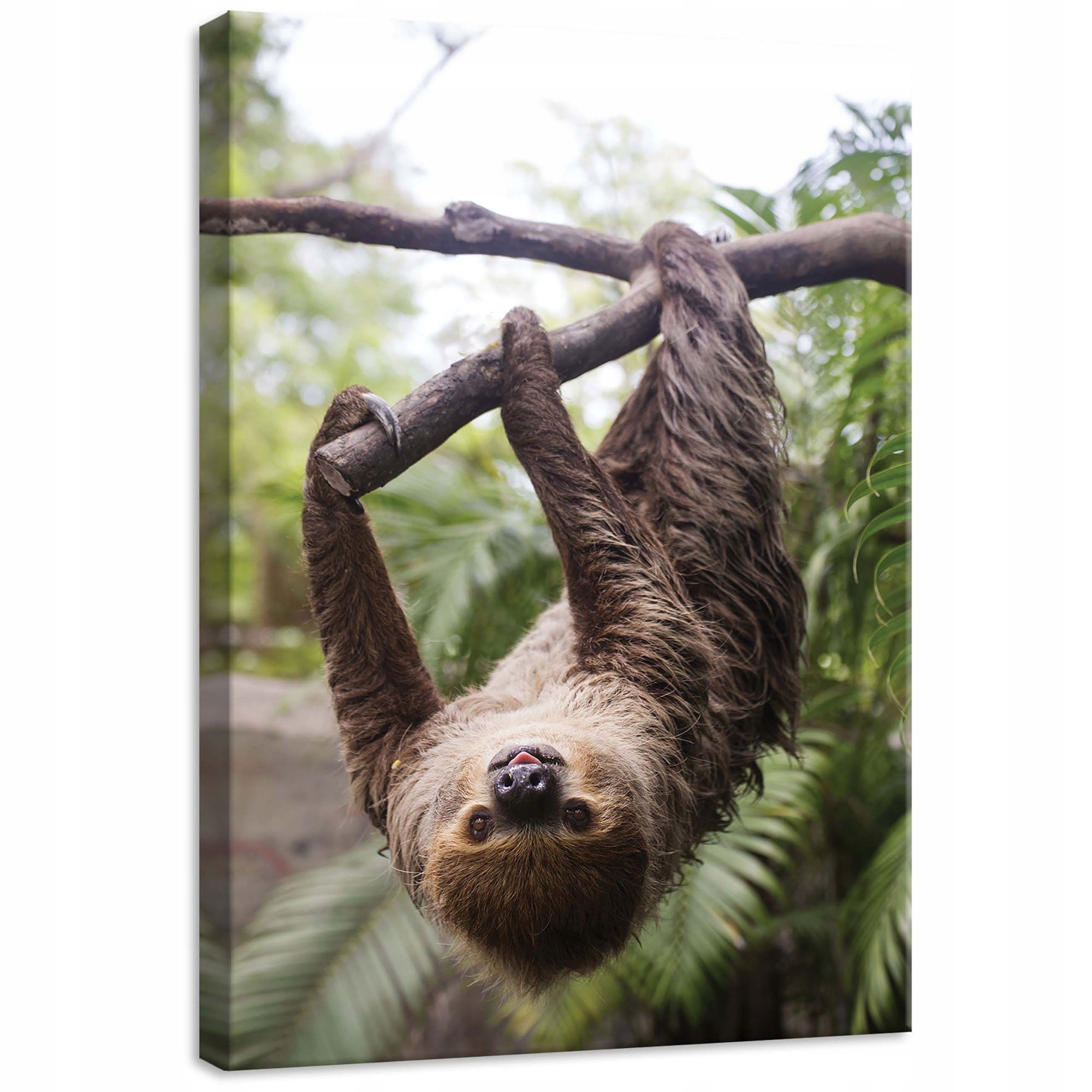 Obraz 50x70 Lenochod visí strom džungle klid sladká příroda zblízka