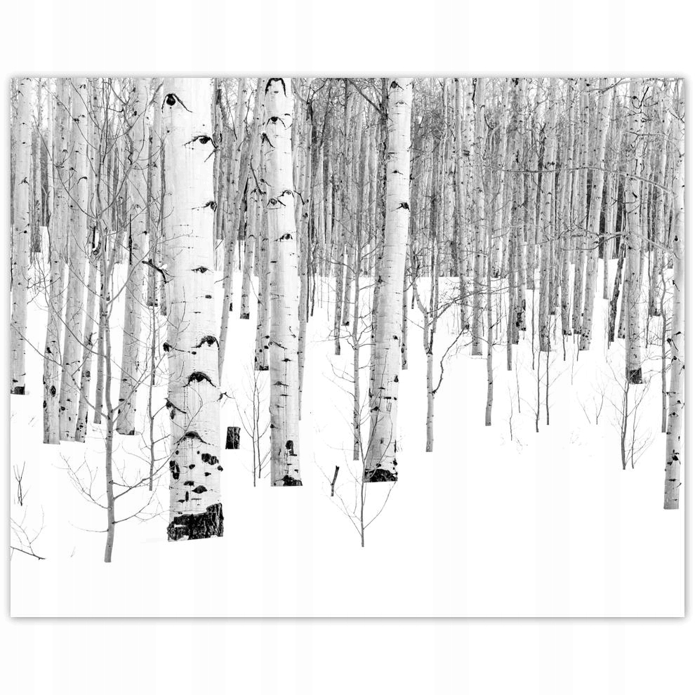 

Plakat 50x40 Zimowe Brzózki Drzewka