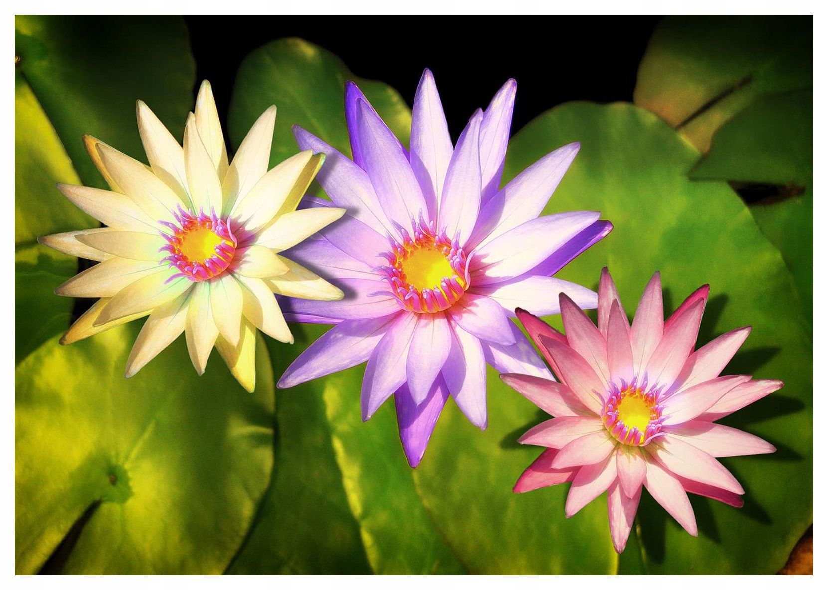 Fototapeta Vodní lilie na tmavém pozadí Klid a krása 200x140 lepidlo