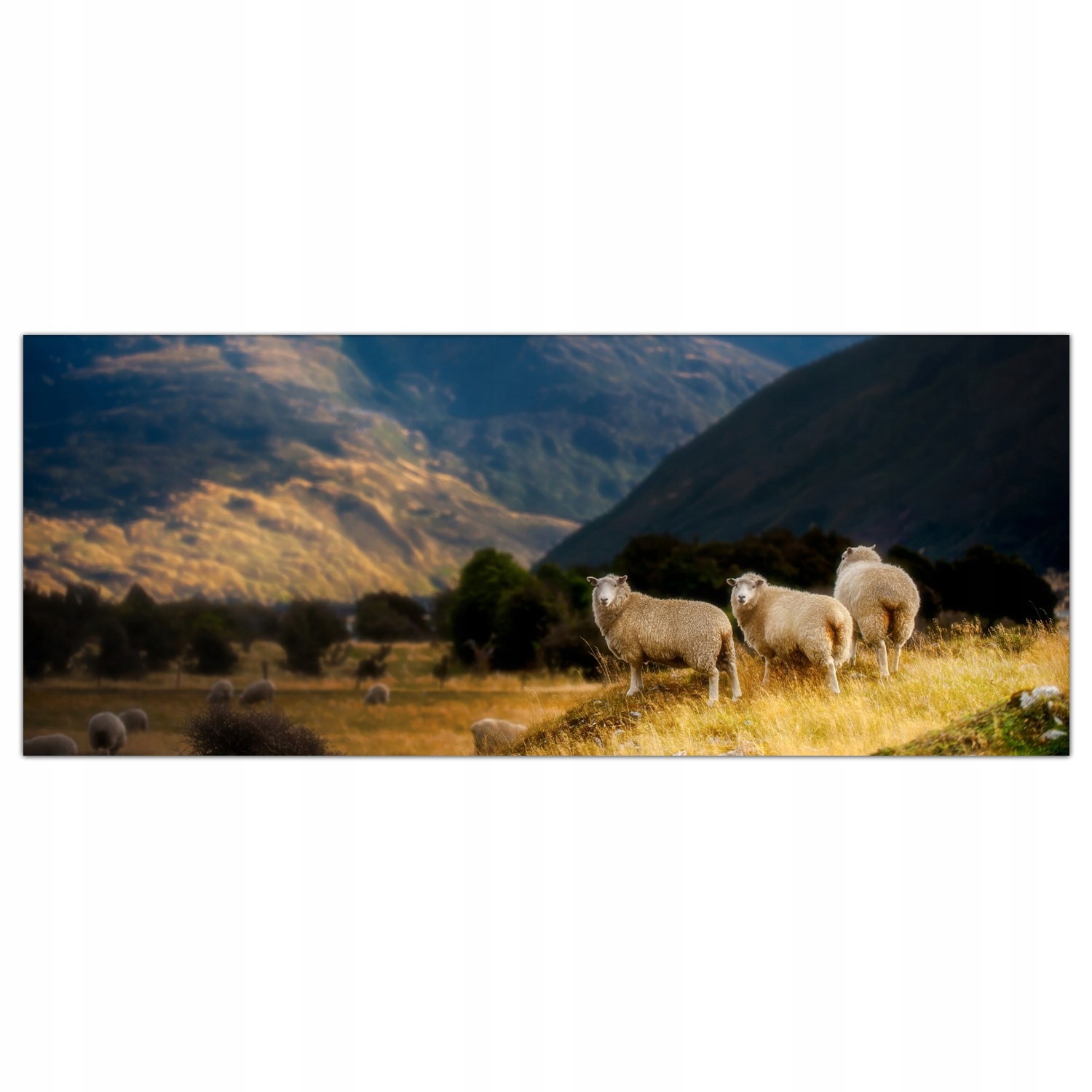 

Hartowany Obraz Szklany Góry Owca Krajobraz 125x50