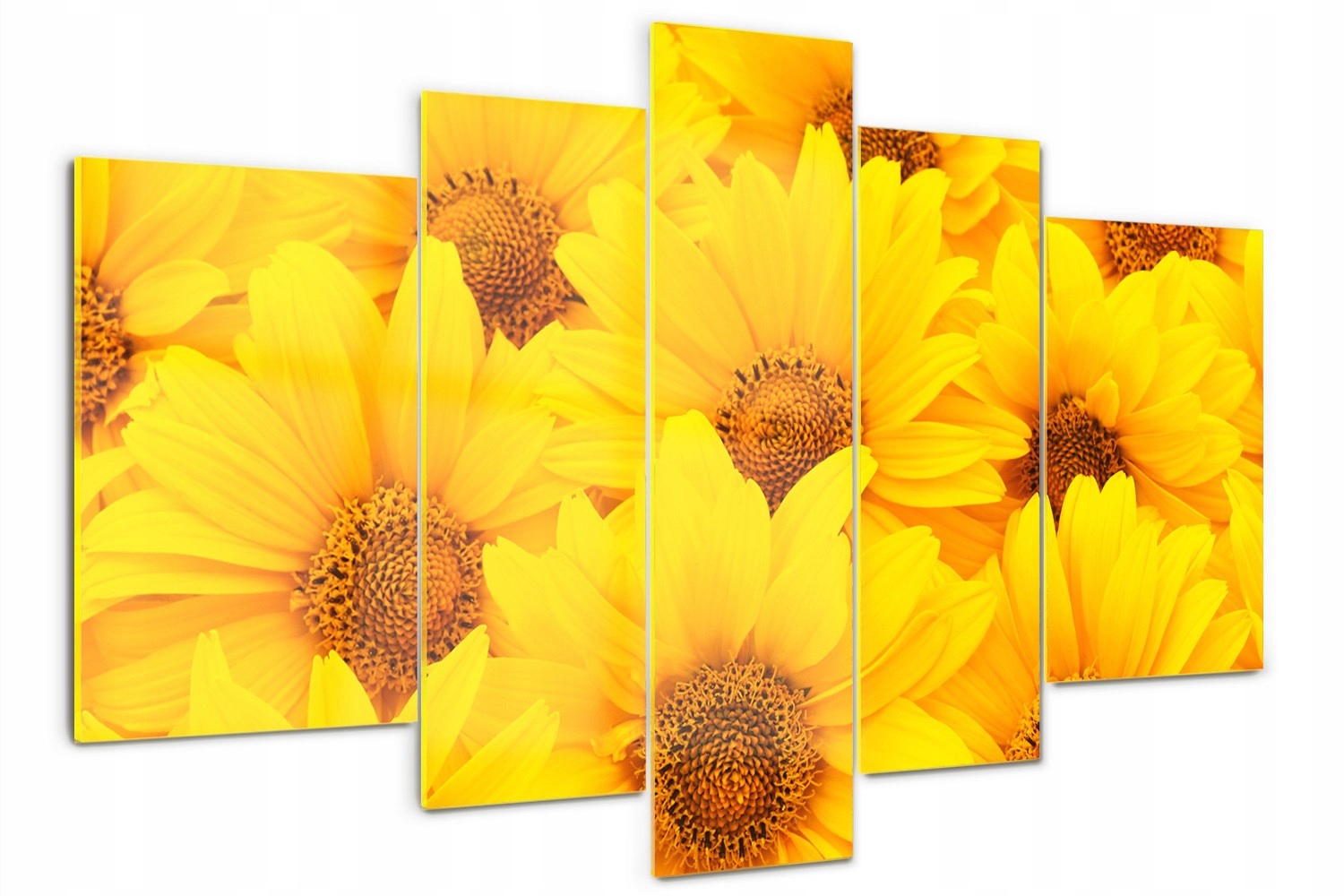 Foto Obraz Sklo akrylový triptych Slunečnice