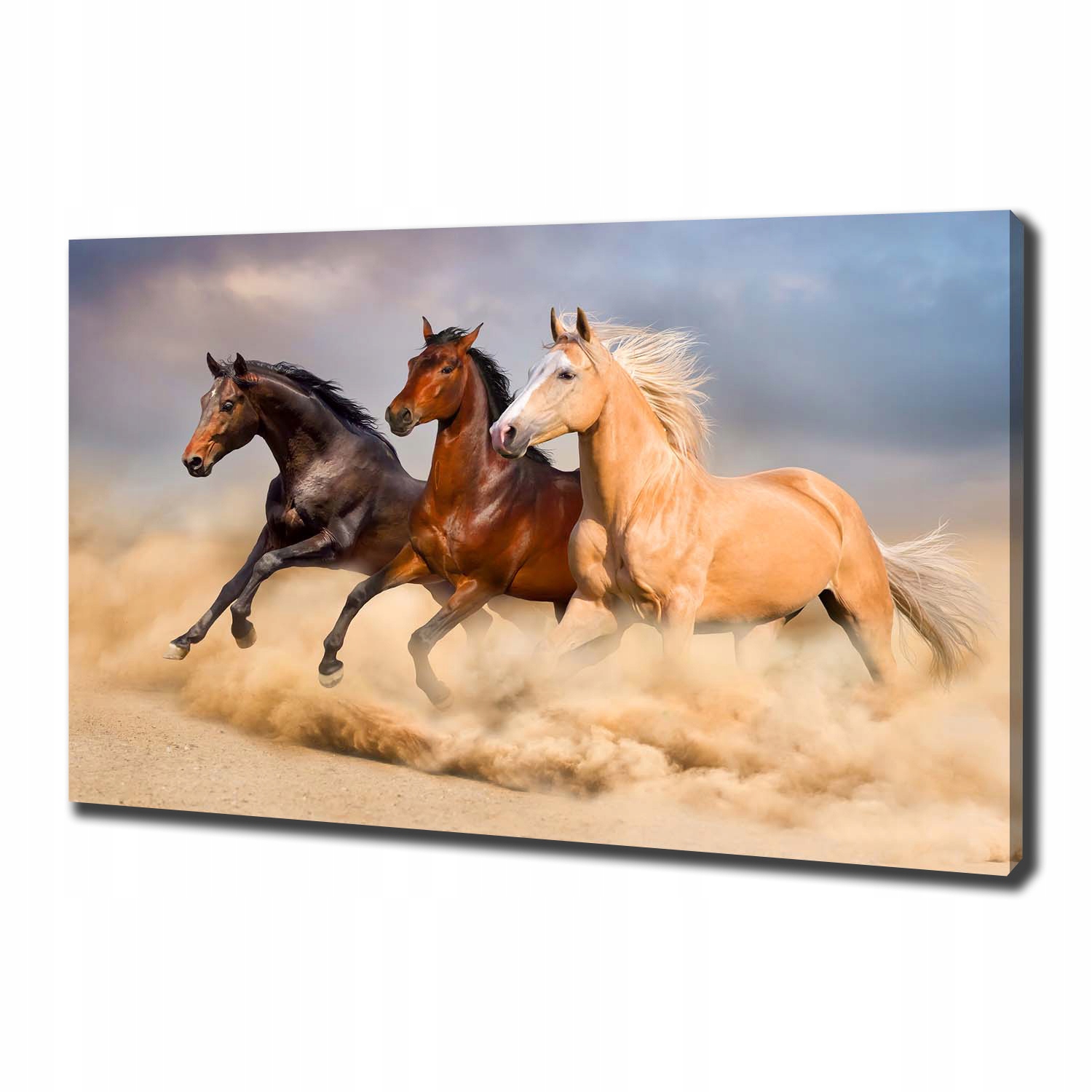 

Foto obraz na płótnie Konie w galopie 100x70 cm