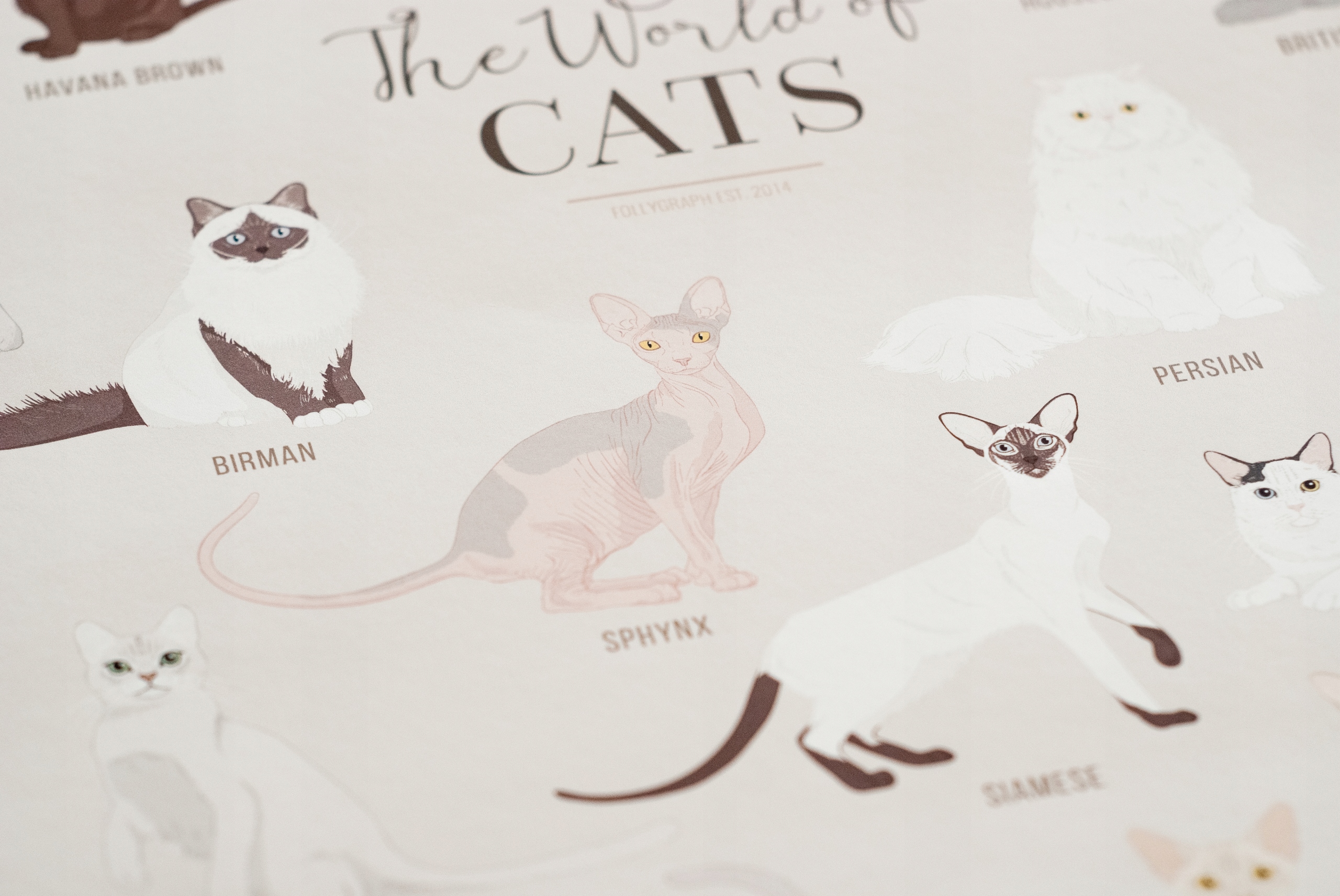 Plakat Koty Rasy - The World of Cats Kod producenta CATA2