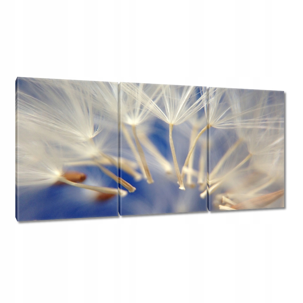 

Obrazy 120x60 Dmuchawiec Kwiat Kwiatki