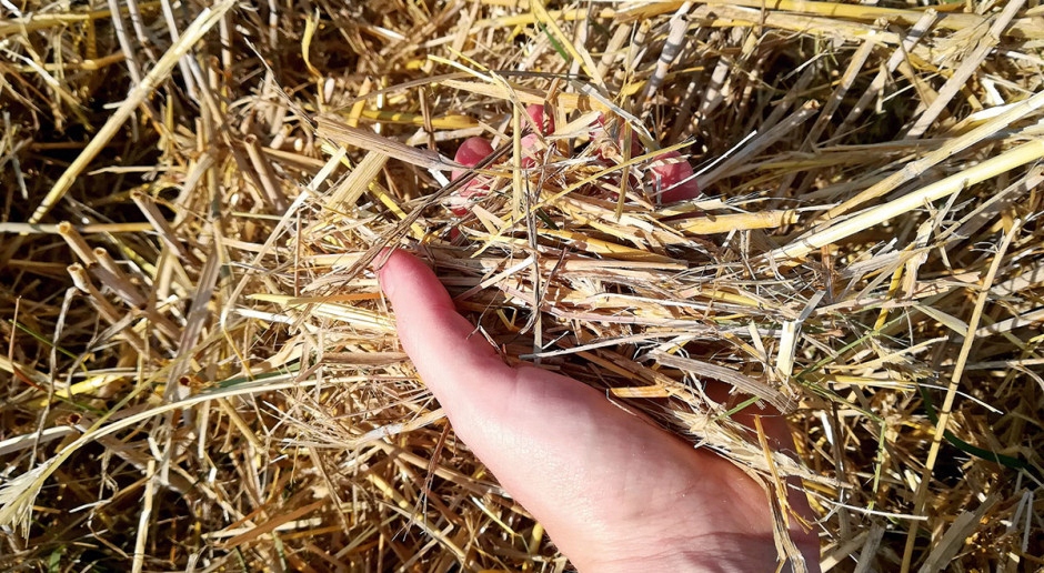 SŁOMA ŚCIÓŁKA POD TRUSKAWKI DO WARZYWA ROŚLINY 4KG Pojemność 85 l