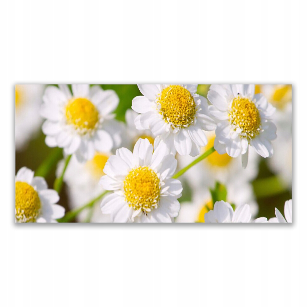 

Fotoobraz na ścianę 120x60 Kwiaty Stokrotka Natura