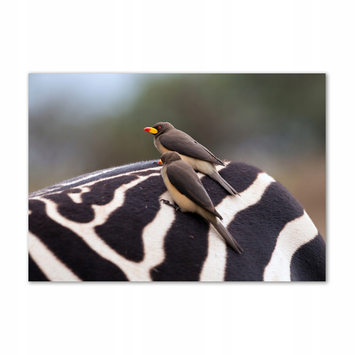 

Foto-obraz szkło hartowane Ptaki i zebra 100x70