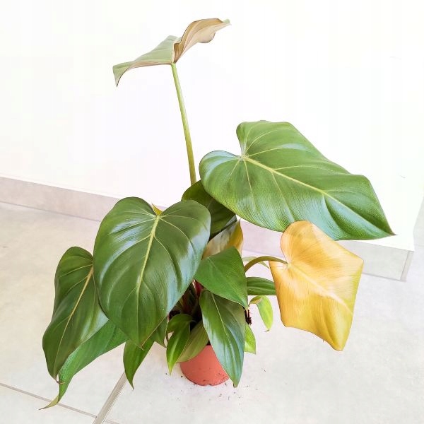 Philodendron Gloriosum - Niska cena na Allegro