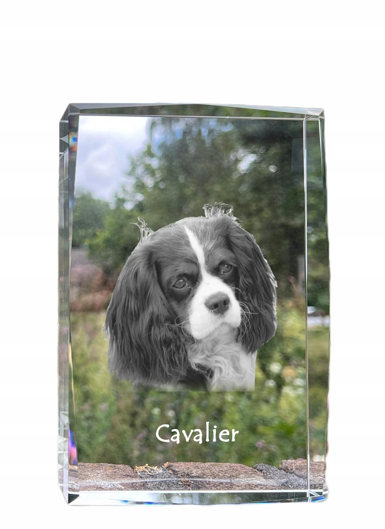 Cavalier King Charles Spaniel fotografia psa v kryštáli, suvenír, trofej