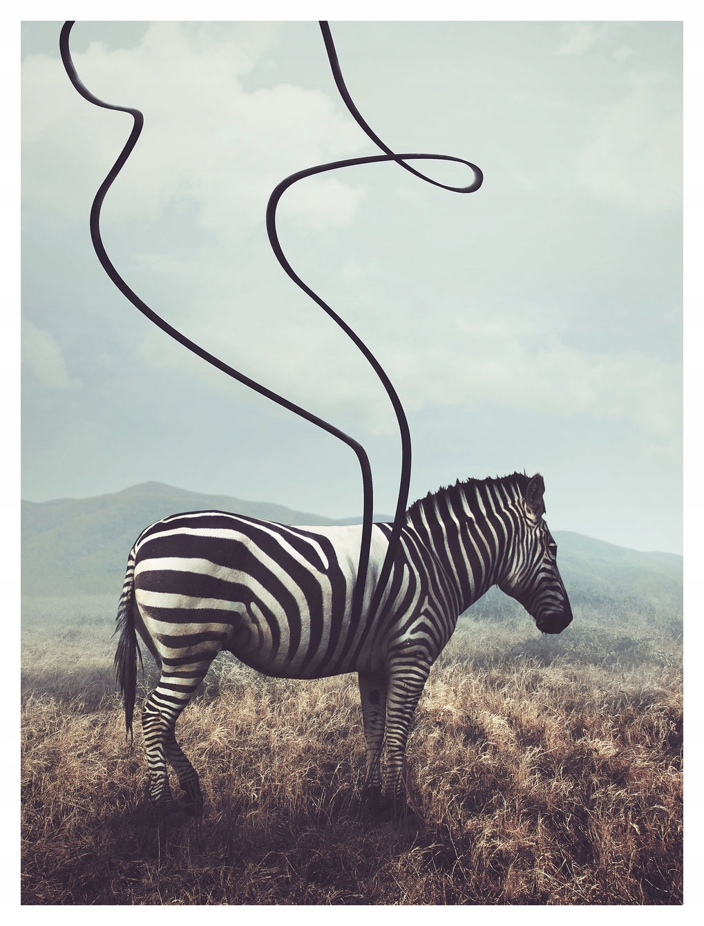Fototapeta Zebra abstrakce příroda klid v oblacích 206x275 lepidlo