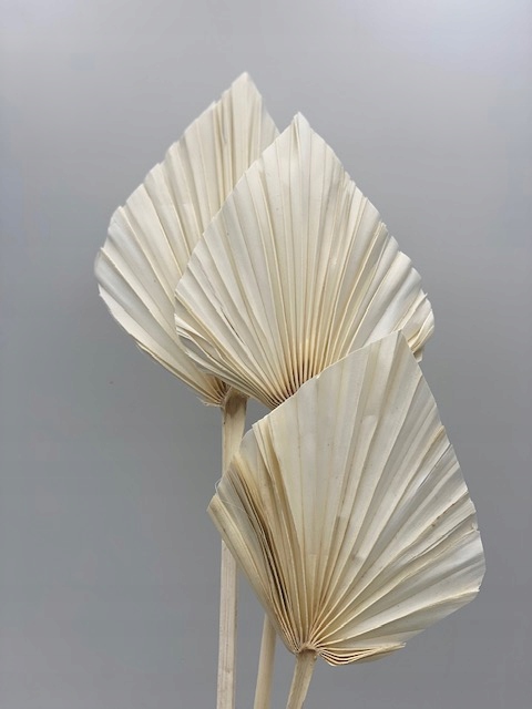 SUSZONE LIŚCIE PALMOWE STRZAŁKA WYBIELANE 5 SZT PALM SPEAR PIĘKNA DEKORACJA Typ inny