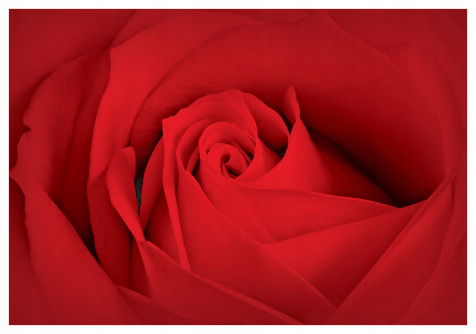 Fototapeta Červená ruža Makro detaily láska a vášeň 350x250 lepidlo